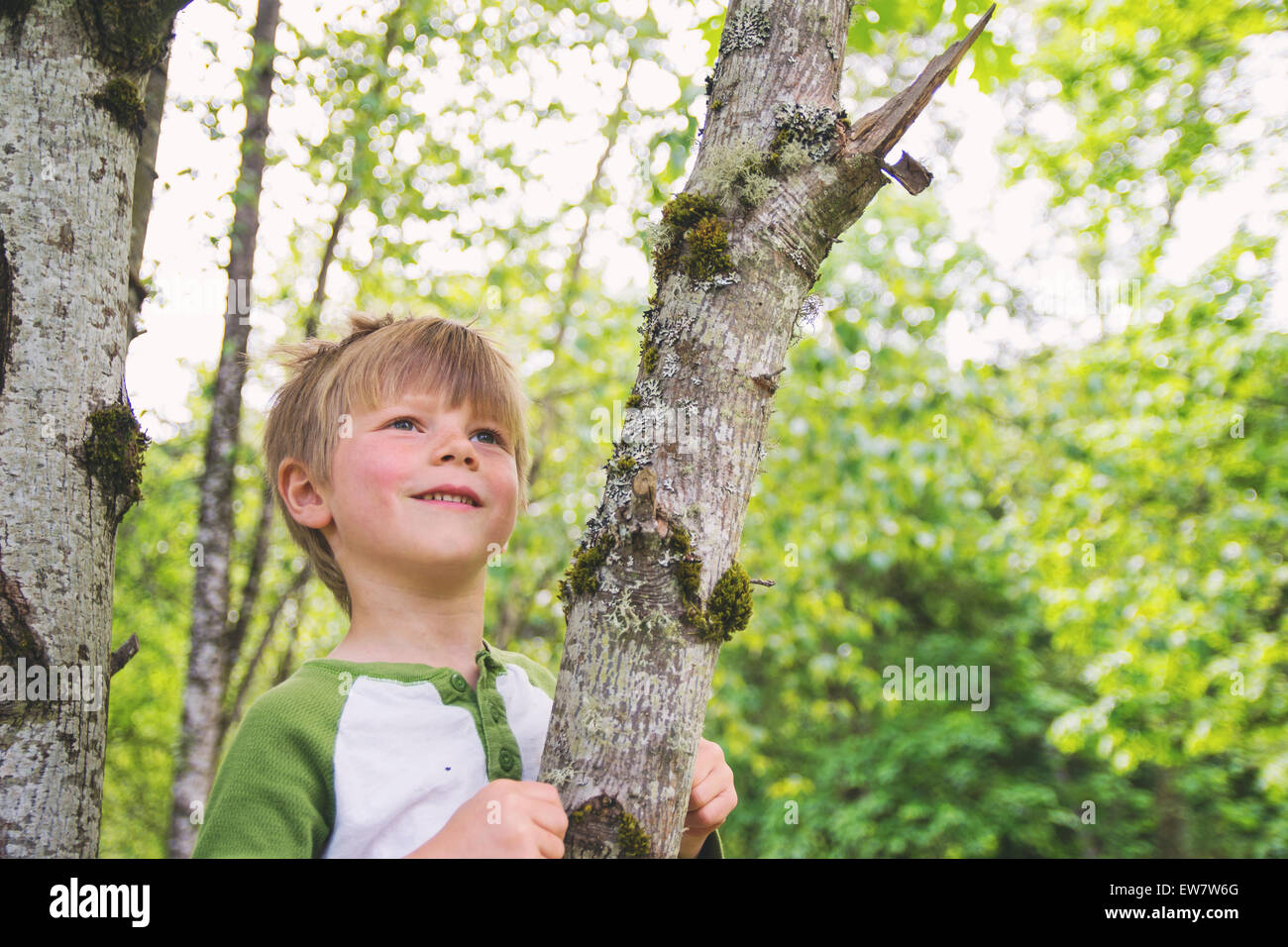 Smiling boy sitting in a tree Banque D'Images