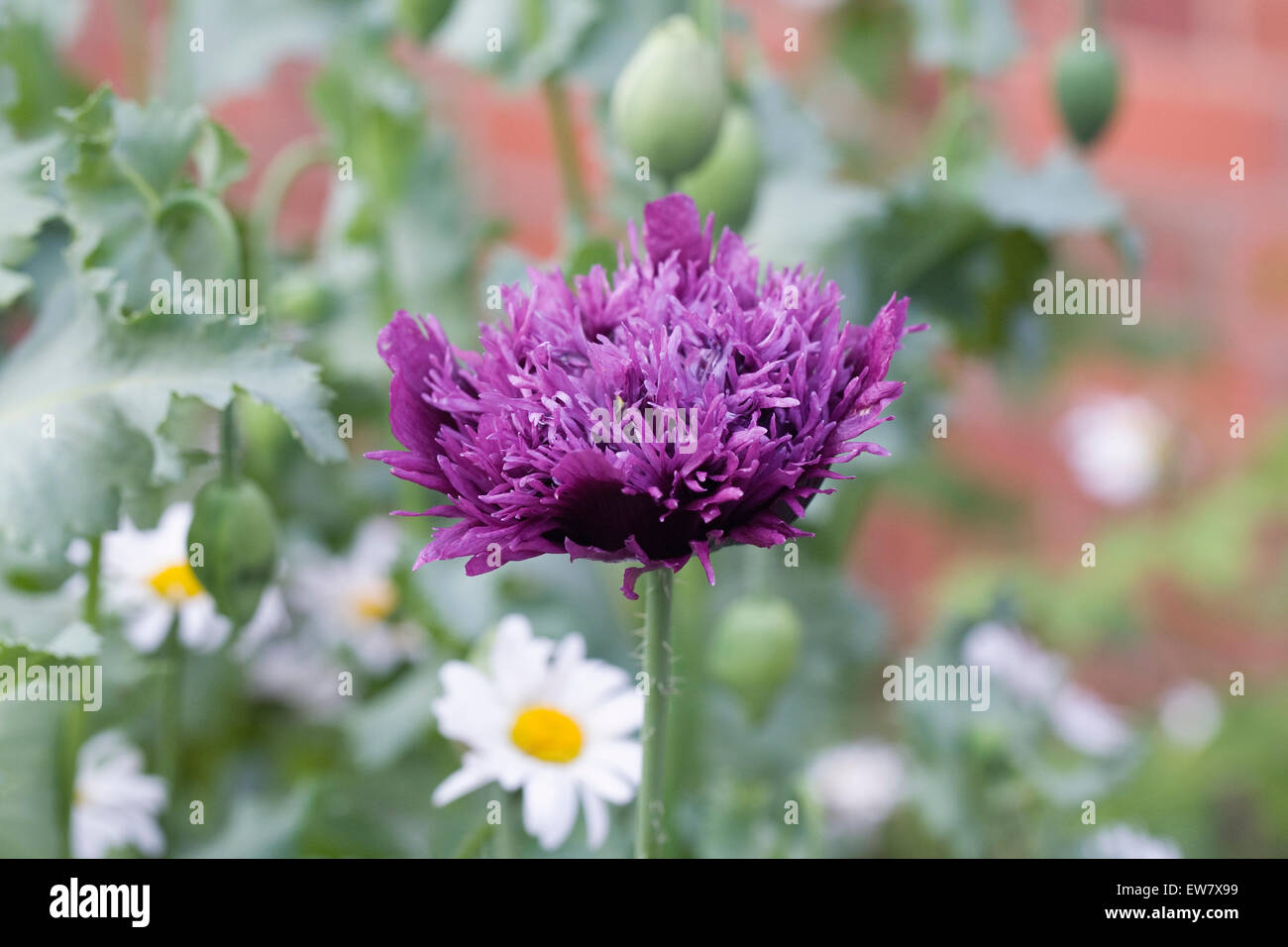 Papaver somniferum. Pavot violet dans un jardin anglais Banque D'Images