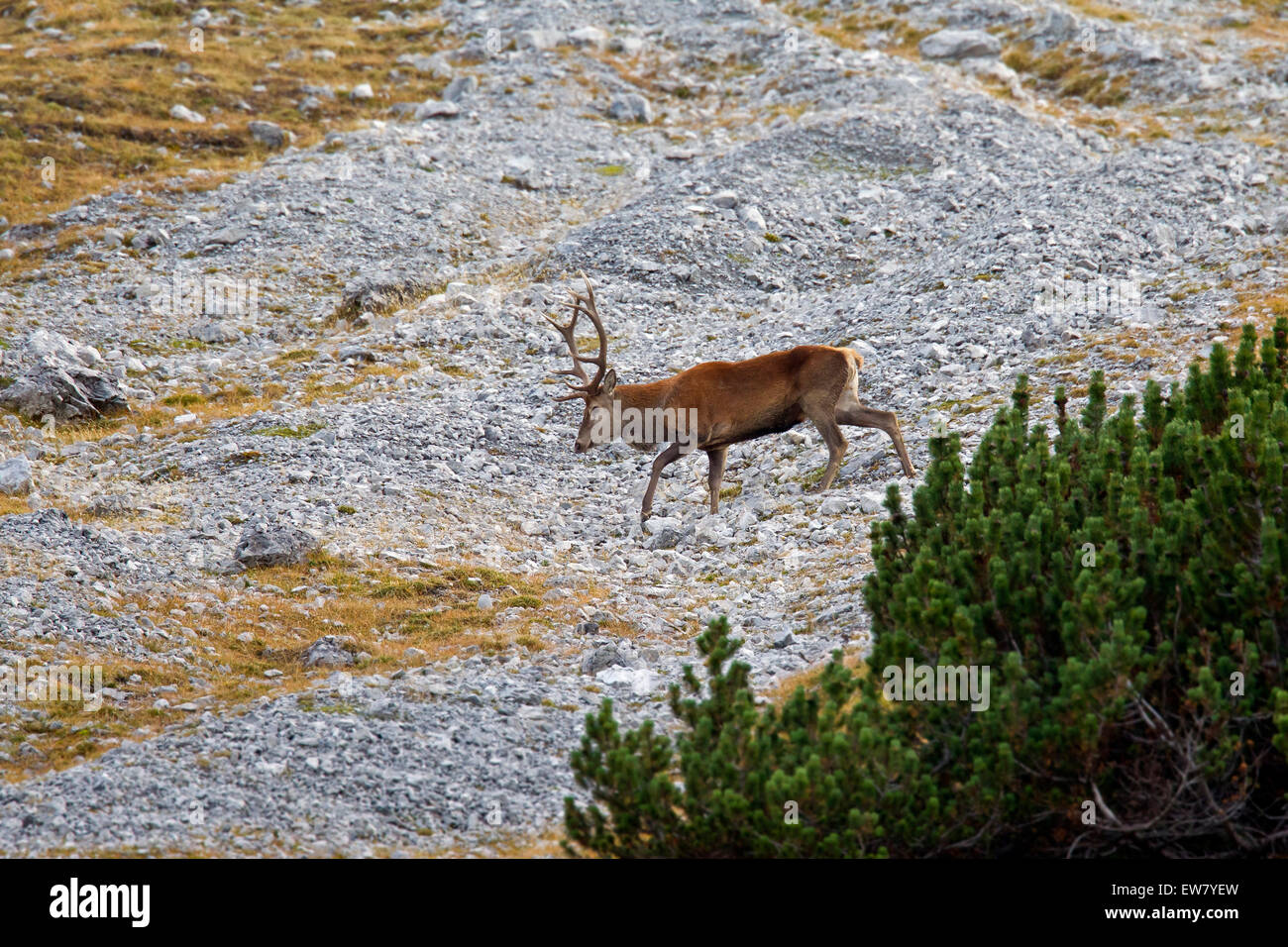 Red Deer (Cervus elaphus) stag crossing versant de montagne dans les Alpes pendant la saison du rut en automne Banque D'Images