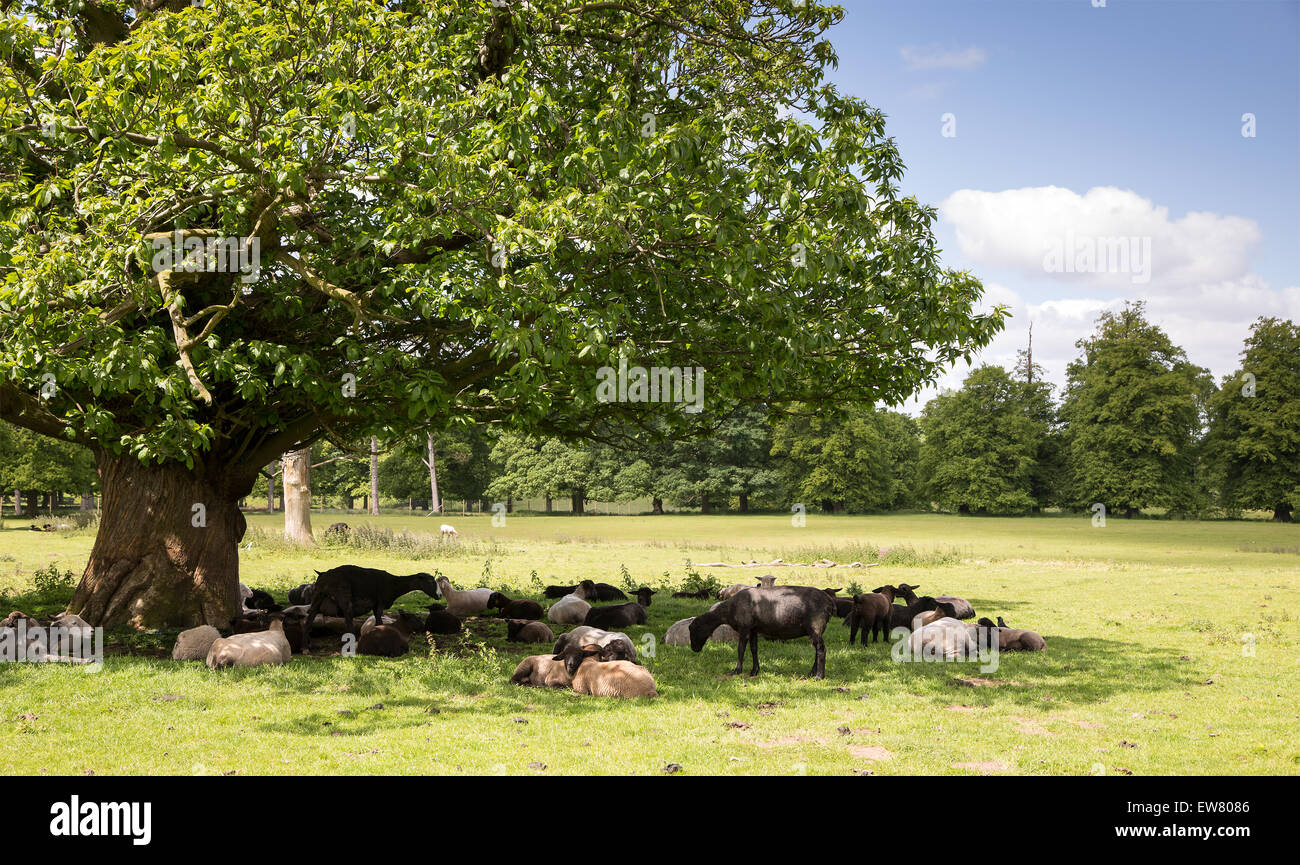 Les moutons à l'abri dans l'ombre d'un arbre Banque D'Images