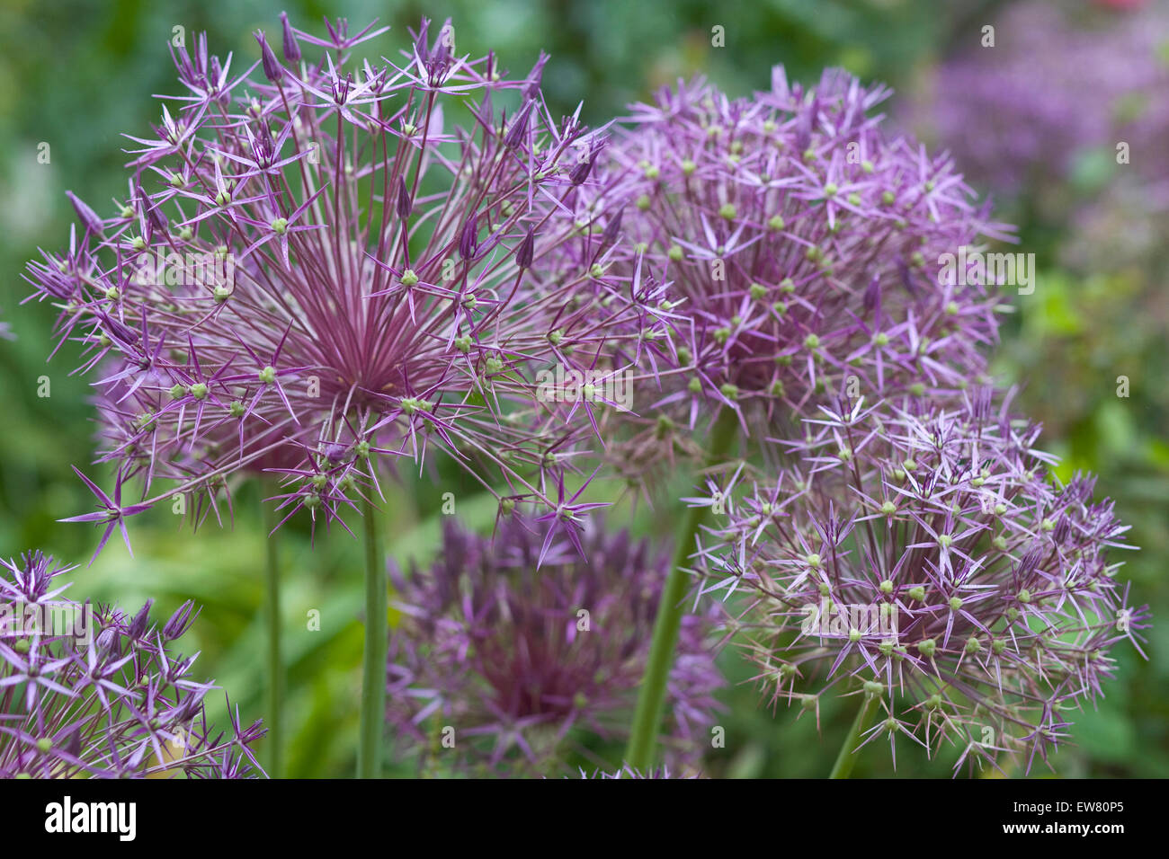 L'allium Christophii Fleurs oignon ornemental Banque D'Images