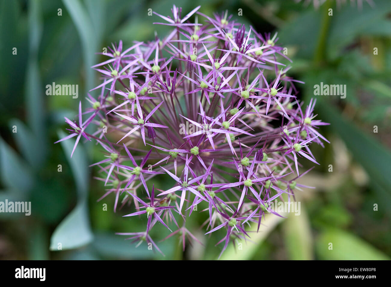 L'allium Christophii Fleurs oignon ornemental Banque D'Images