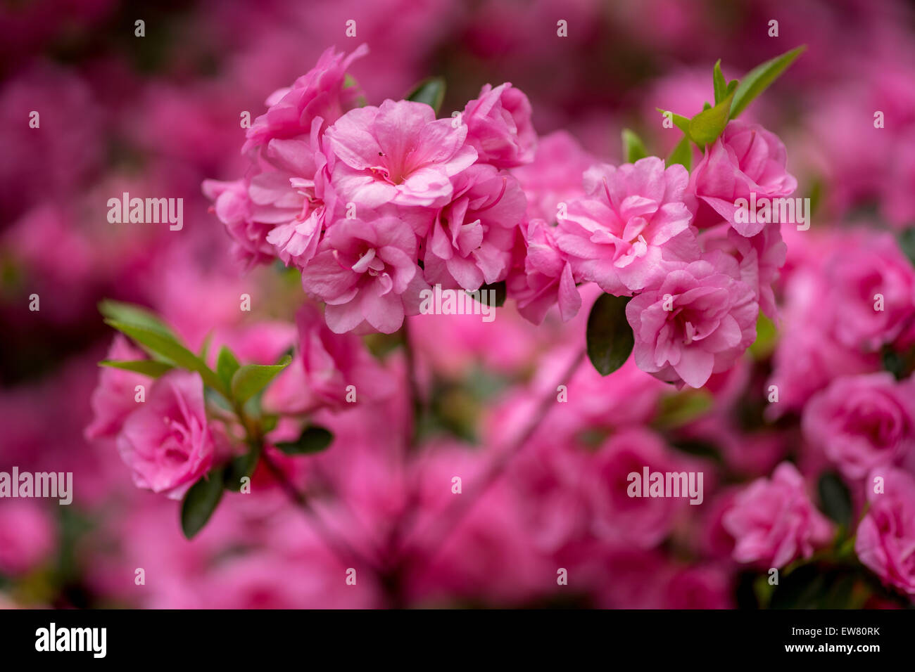 Rhododendron rose blossom Rosebud close up Banque D'Images