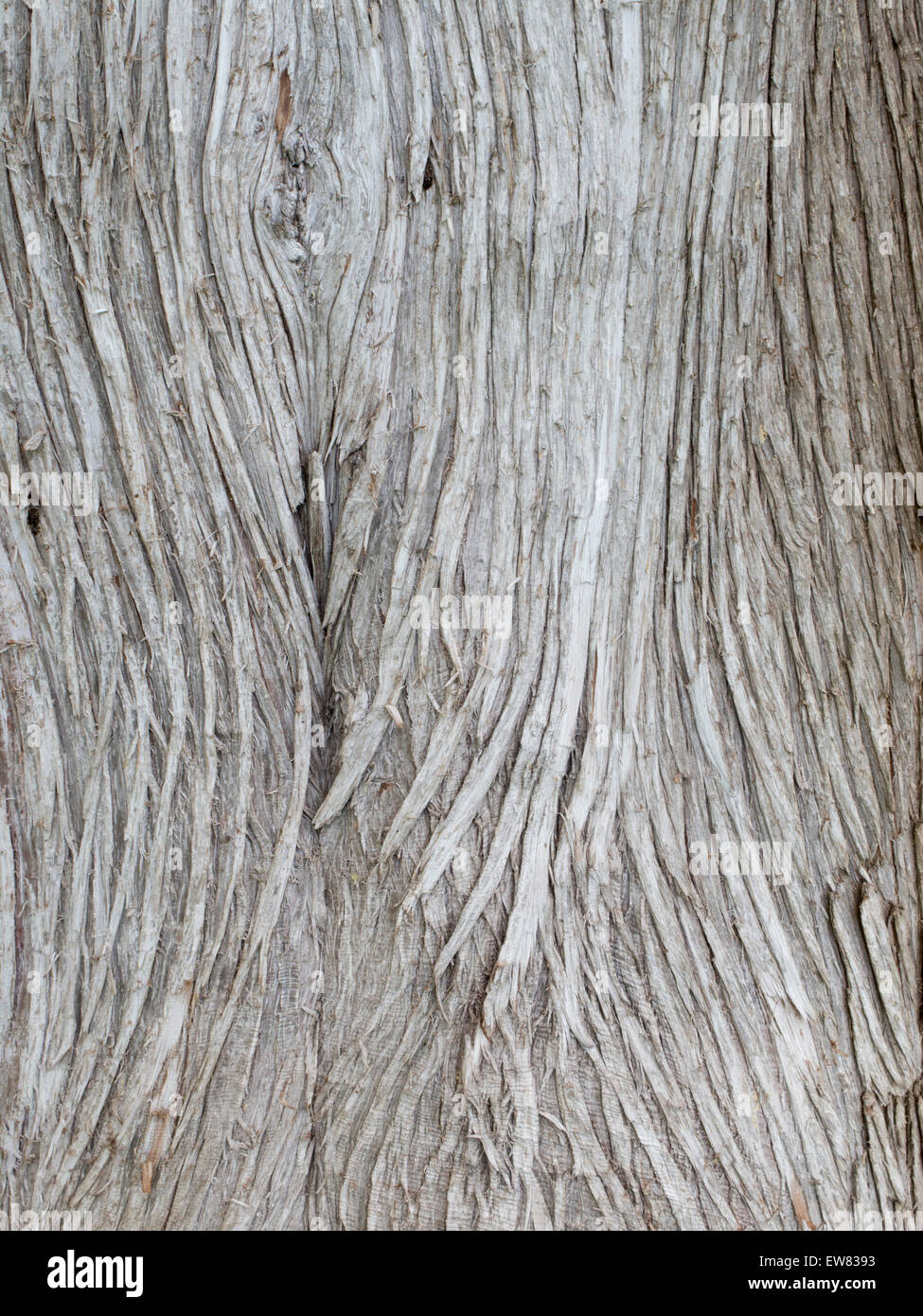 L'écorce sur un tronc d'arbre a une belle découlant patter. Banque D'Images