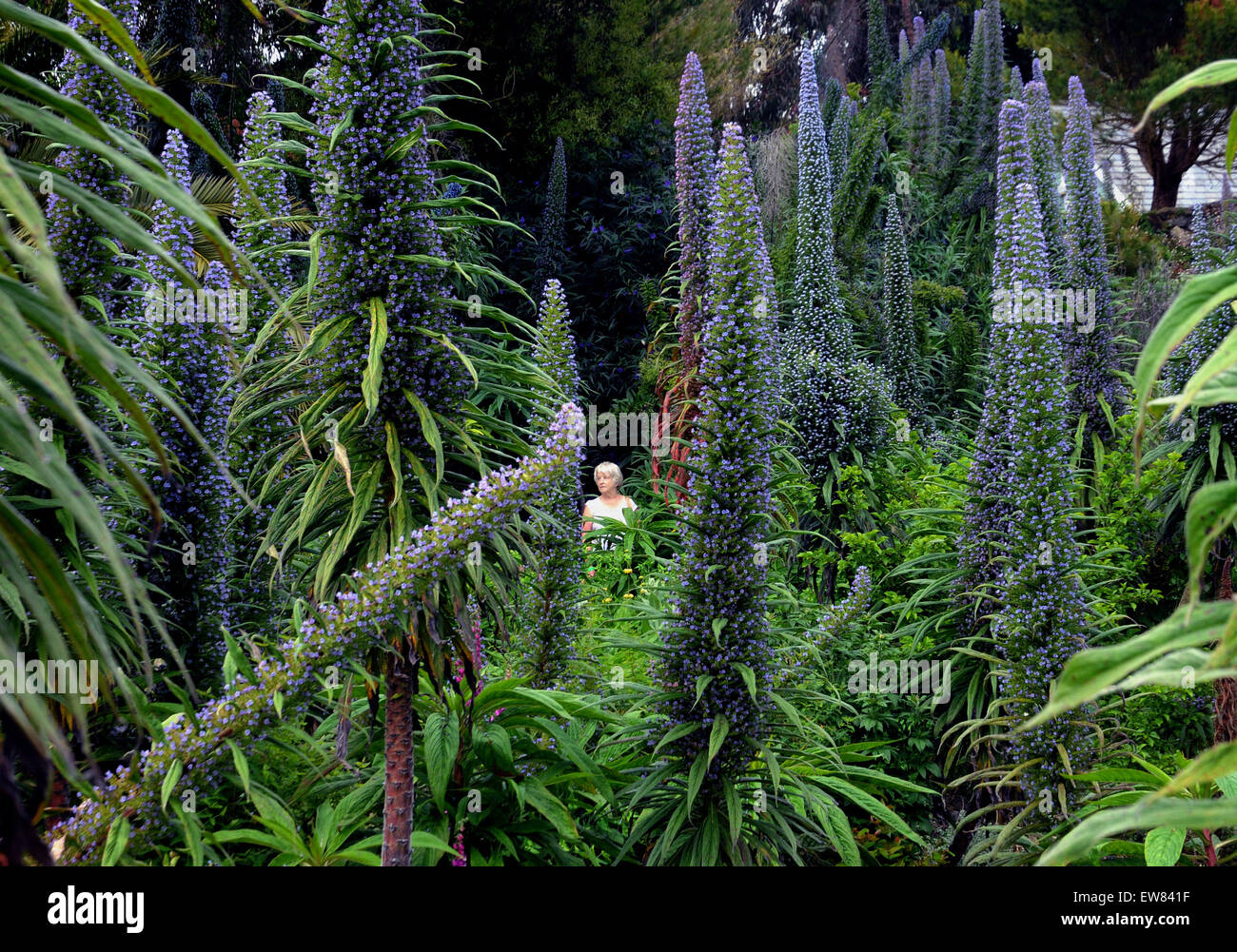 Un visiteur de la ''jardins les plus chaudes en Grande-Bretagne'' erre parmi l'énorme affichage des Echiums au Jardin botanique de Ventnor sur th Banque D'Images