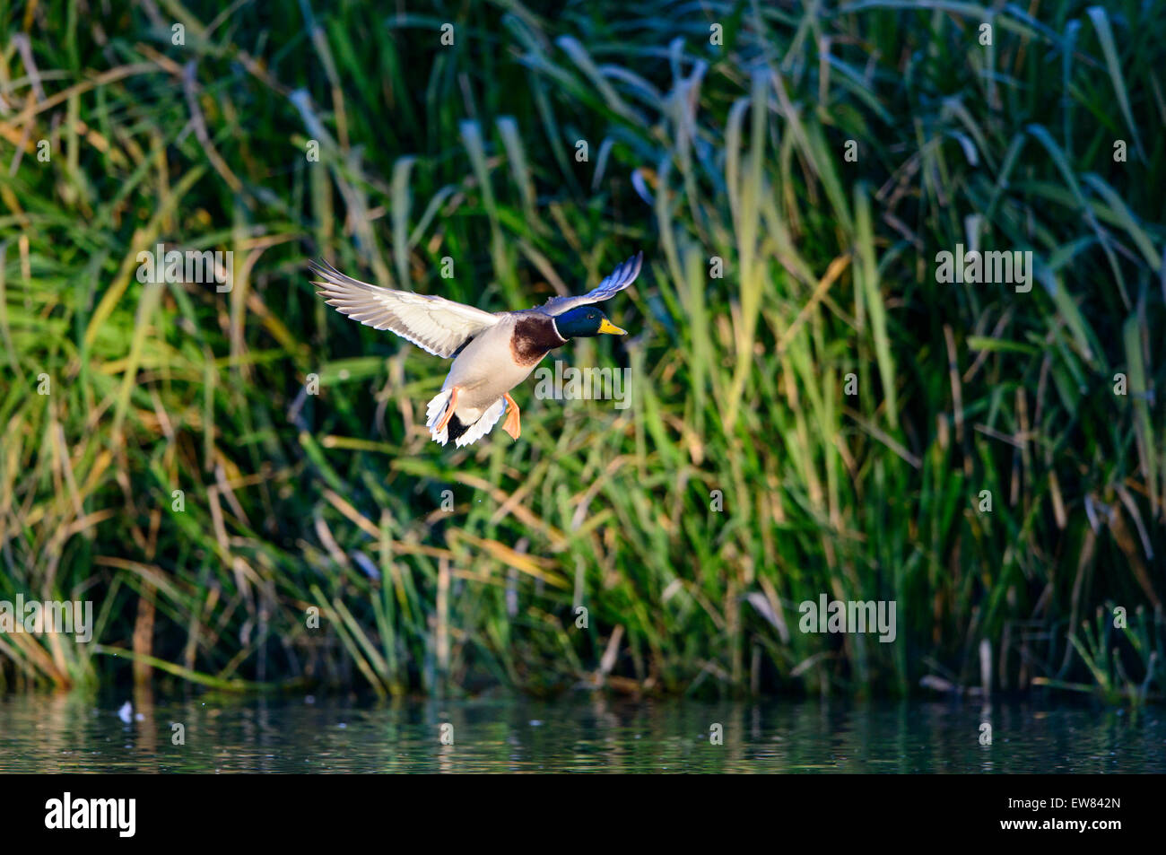 Un canard colvert (Anas platyrhynchos) Drake Landing, Texas Banque D'Images