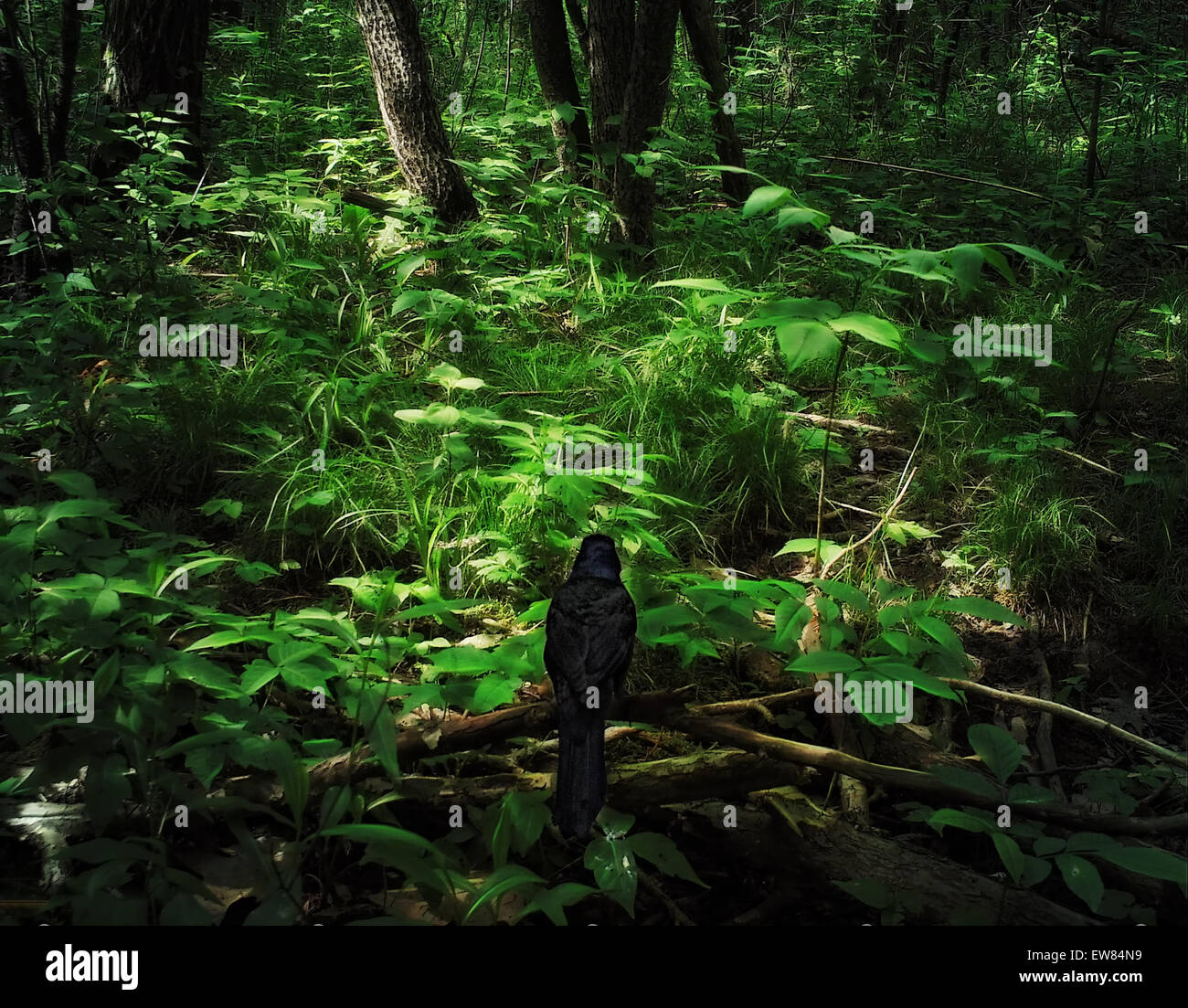Starling en forêt sombre pressentiment , Banque D'Images