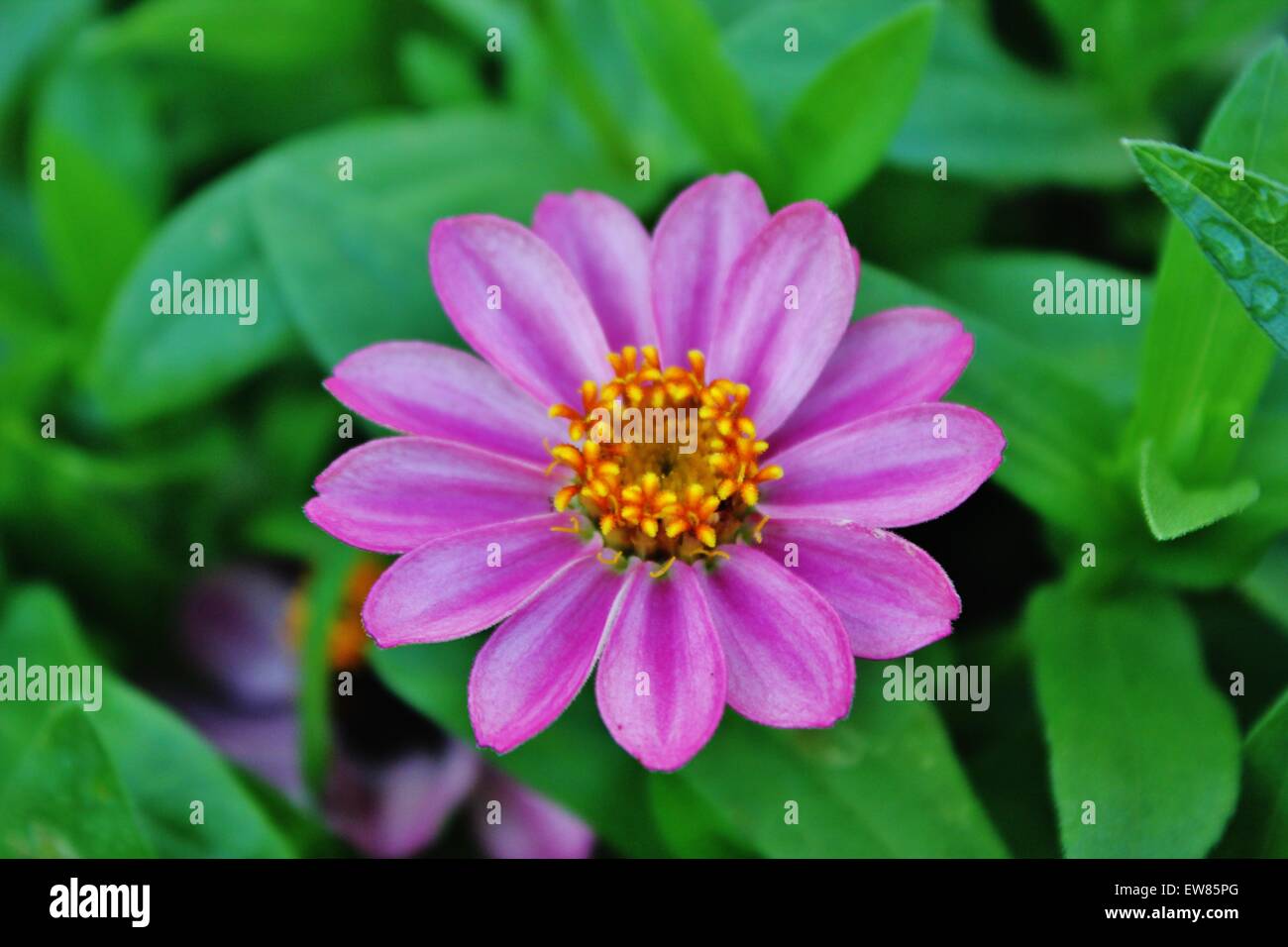 Une petite fleur pourpre qui fleurit en Floride centrale. Banque D'Images