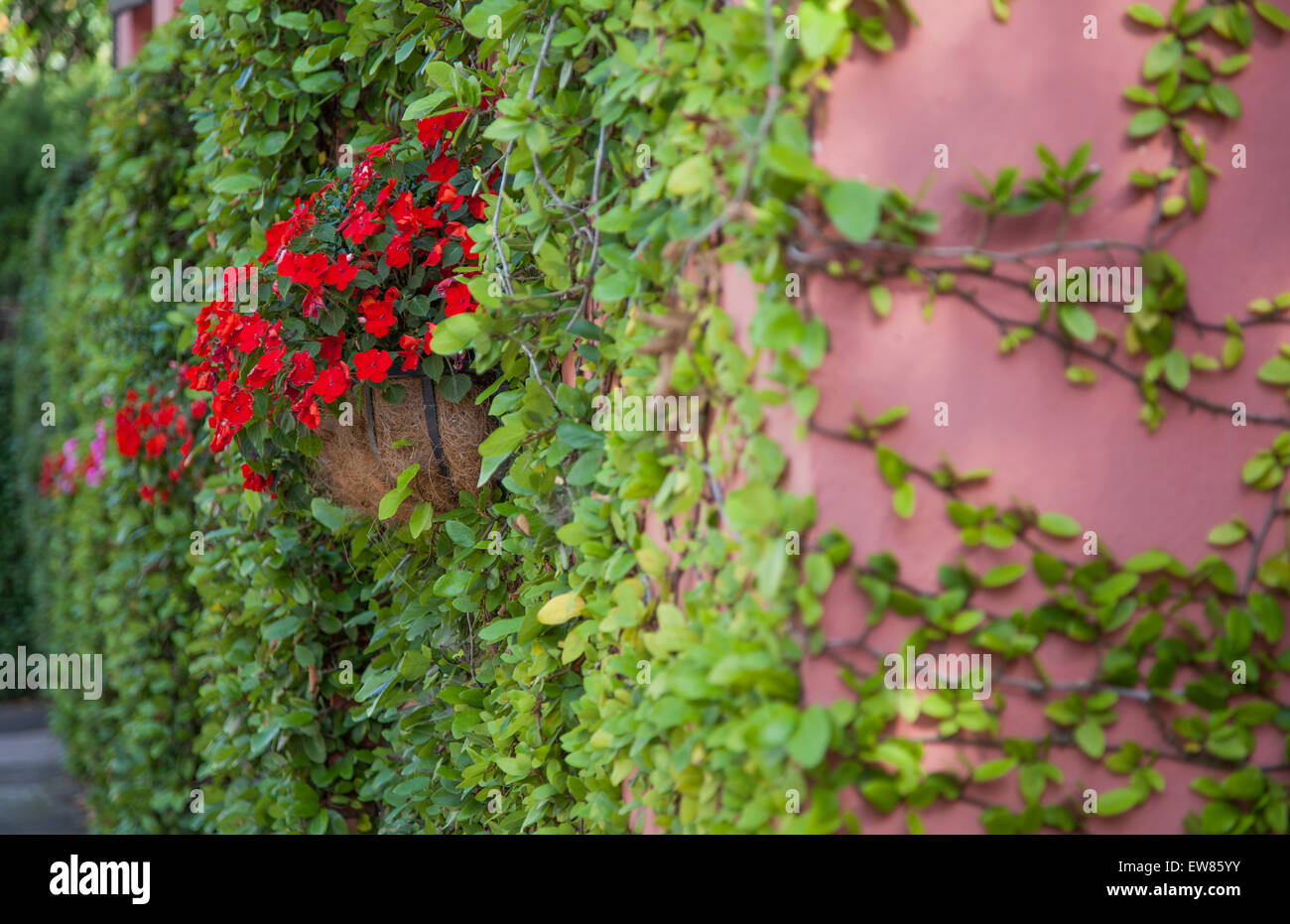 de belles fleurs et plantes grimpantes le long mur de la maison a charleston caroline du sud usa photo stock alamy https www alamyimages fr photo image de belles fleurs et plantes grimpantes le long mur de la maison a charleston caroline du sud usa 84388191 html