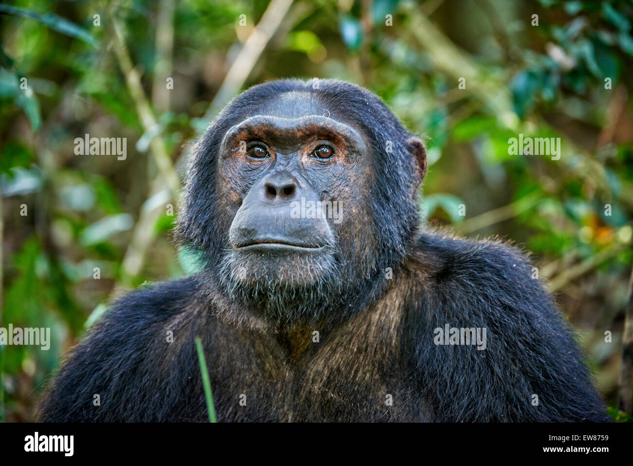 Le chimpanzé commun, Pan troglodytes, laissez-vous inspirer par le parc national de Kibale, en Ouganda, en Afrique, Portail Banque D'Images