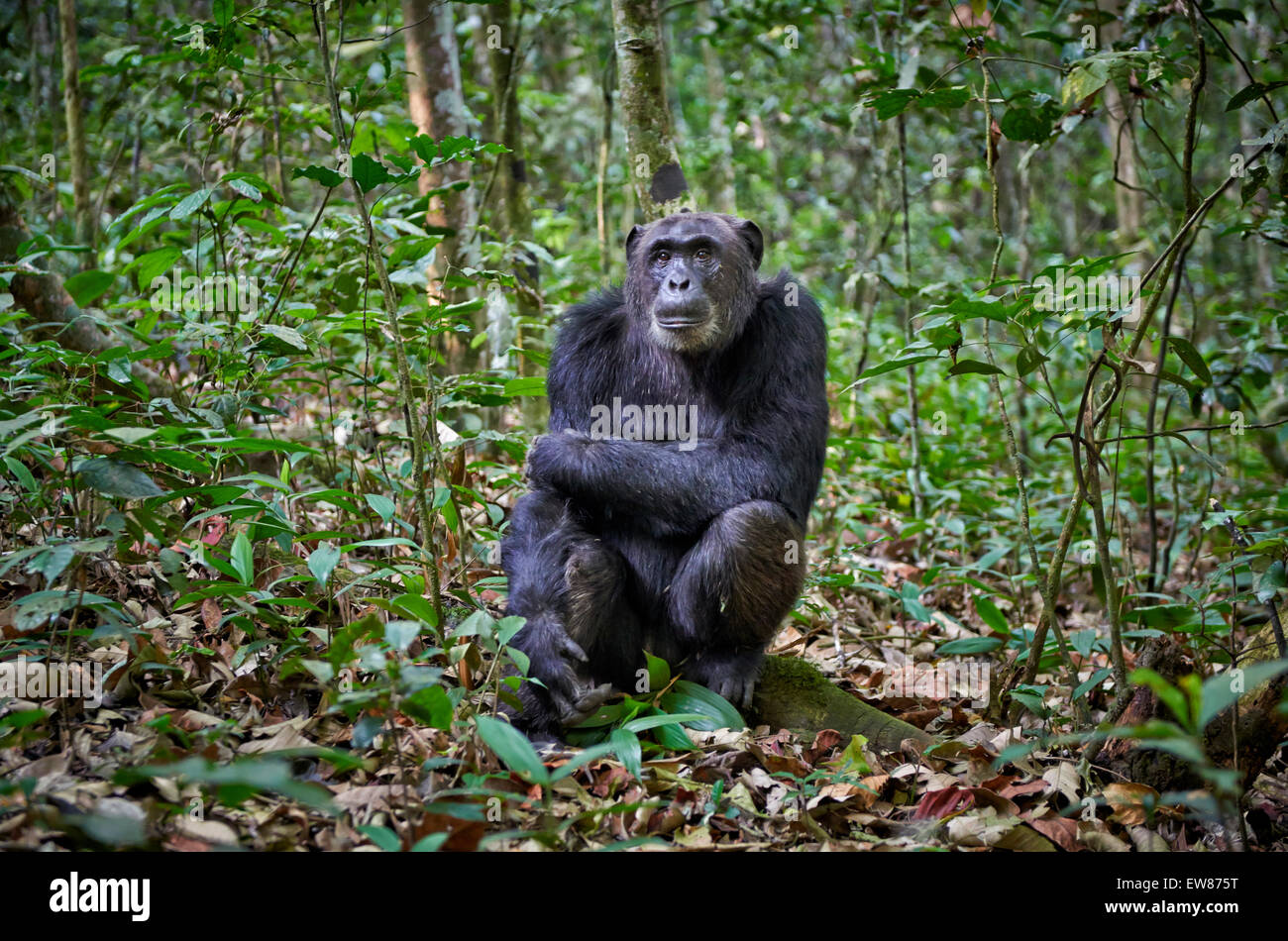 Le chimpanzé commun, Pan troglodytes, laissez-vous inspirer par le parc national de Kibale, en Ouganda, en Afrique, Portail Banque D'Images