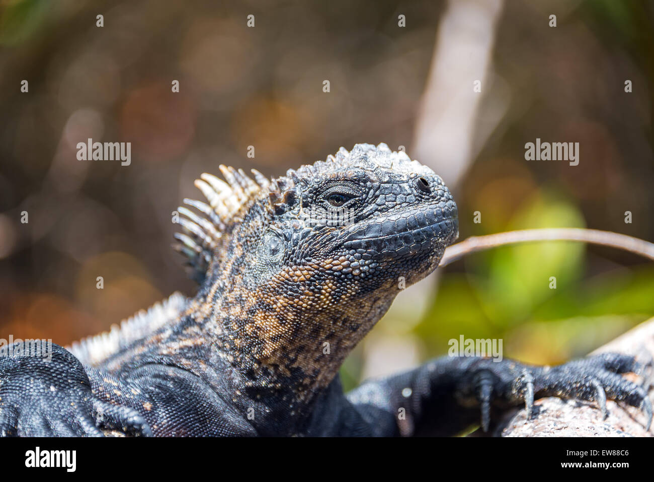 Iguane marin détente sur l'île Isabela dans les Galapagos Banque D'Images