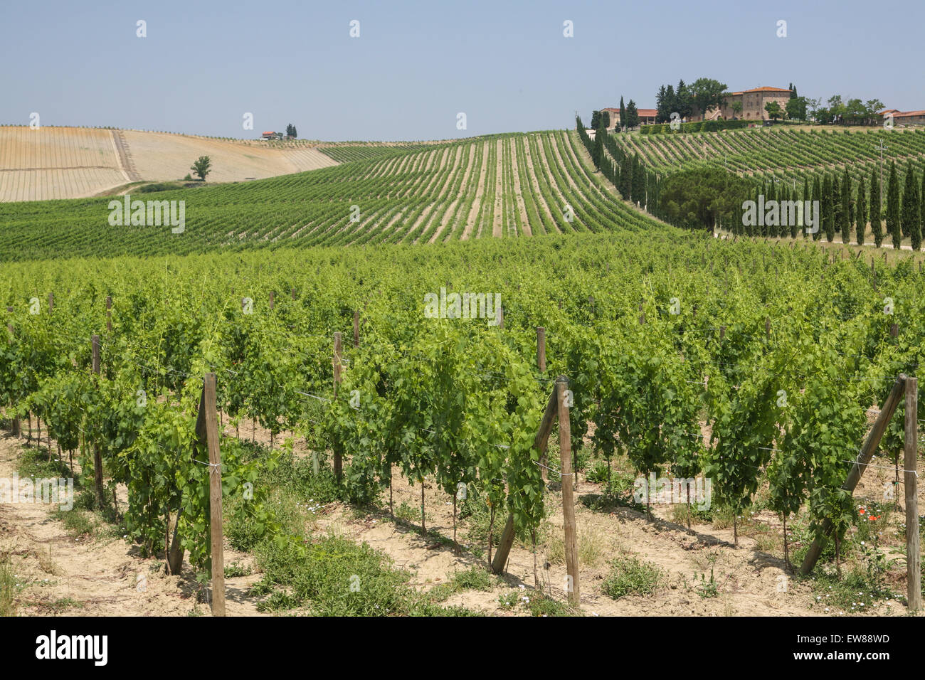 Vue du chemin de campagne toscane typique de la scène de maison rurale et de vignobles, près de Castellina in Chianti", une célèbre région connaissent Banque D'Images