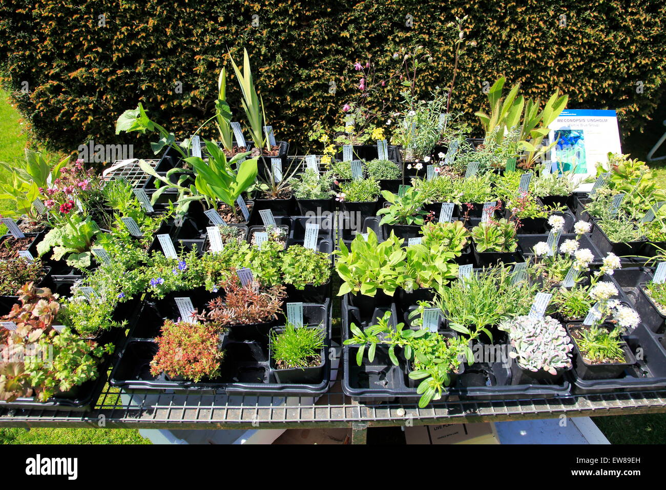 Un décrochage afficher les plantes en pot en vente à Aberdeen Botanical Gardens Open Day, Aberdeen, Écosse Fife Banque D'Images