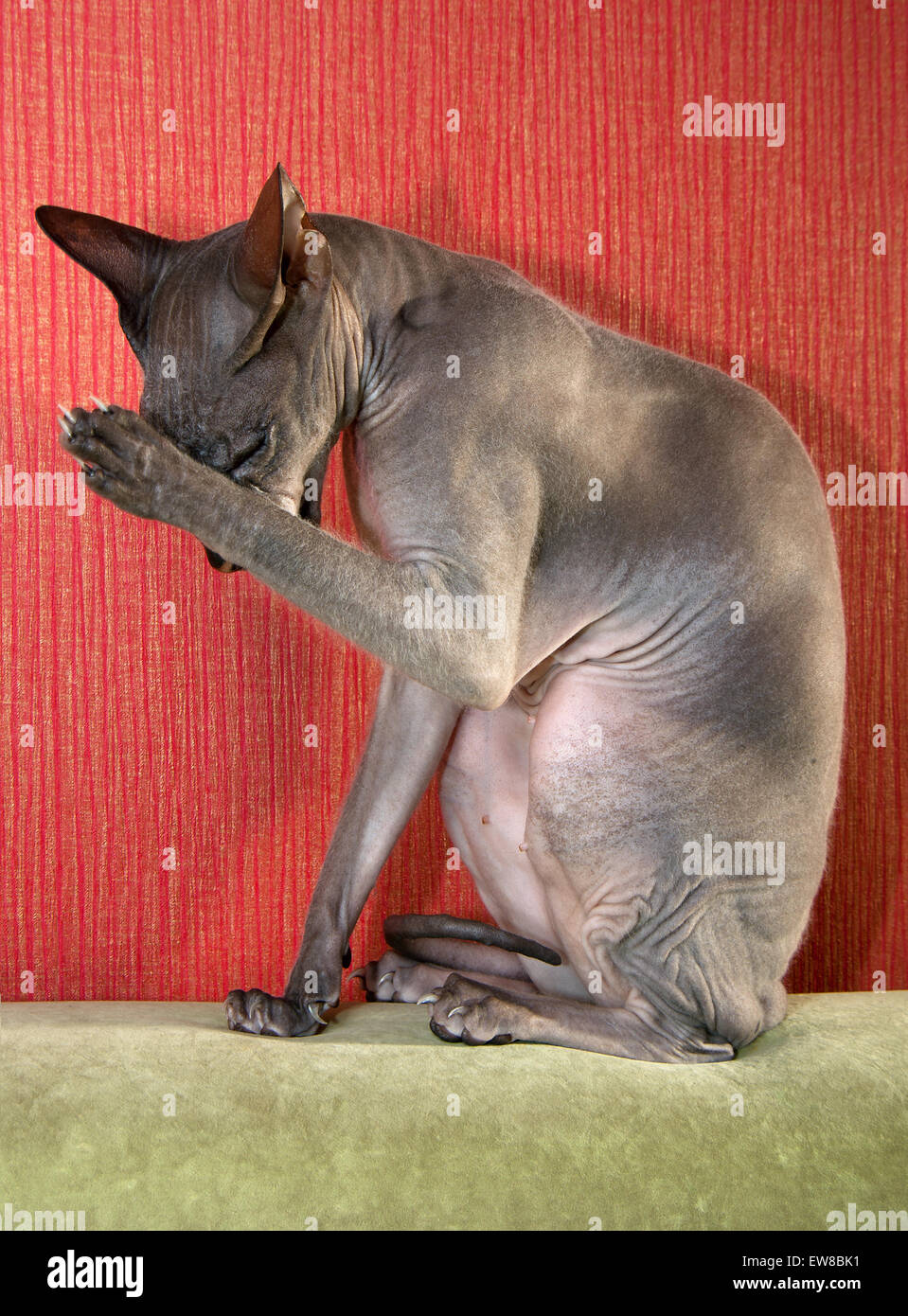 Don Sphynx chat chauve Banque D'Images
