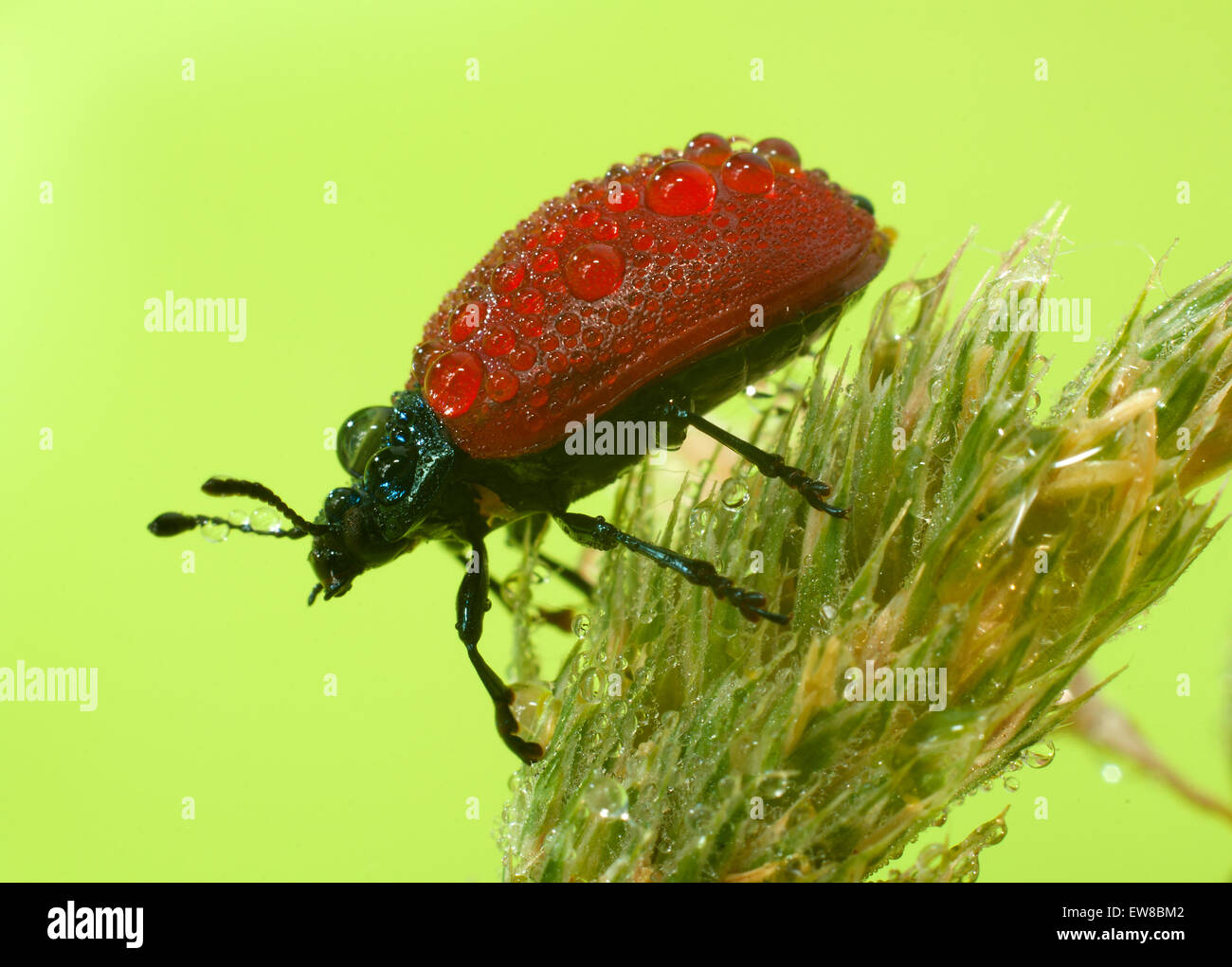 Beetle leaf peuplier. (Chrysomela populi). Banque D'Images