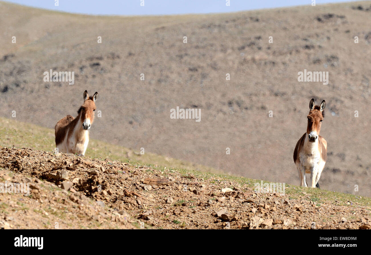 Qiangtang. 12 Juin, 2015. Photo prise le 12 juin 2015 ânes sauvages du Tibet montre à l'Qiangtang Réserve naturelle nationale dans le sud-ouest de la Chine, région autonome du Tibet. Le nombre d'ânes sauvages du Tibet, qui ont presque disparu au siècle dernier, devrait dépasser 80 000 à Naqu préfecture. © Chogo,/Xinhua/Alamy Live News Banque D'Images