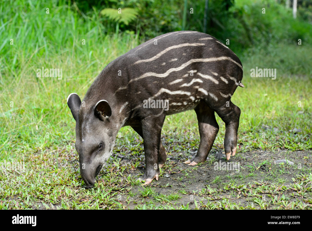 Les juvéniles (Tapirus terrestris tapir amazoniennes), le tapir (famille Tapiridae), Amazon rainforest, Parc national Yasuni, en Equateur Banque D'Images