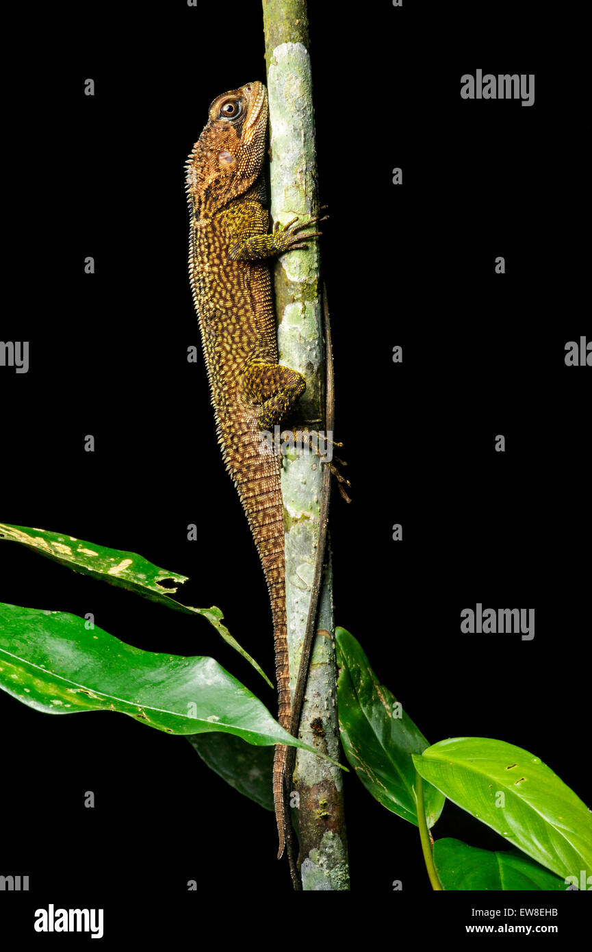 Bocourt iguane nain (Enyalioides heterolepis) dans l'habitat, la famille de l'Iguane (Iguanidae), Choco rainforest, Equateur Banque D'Images