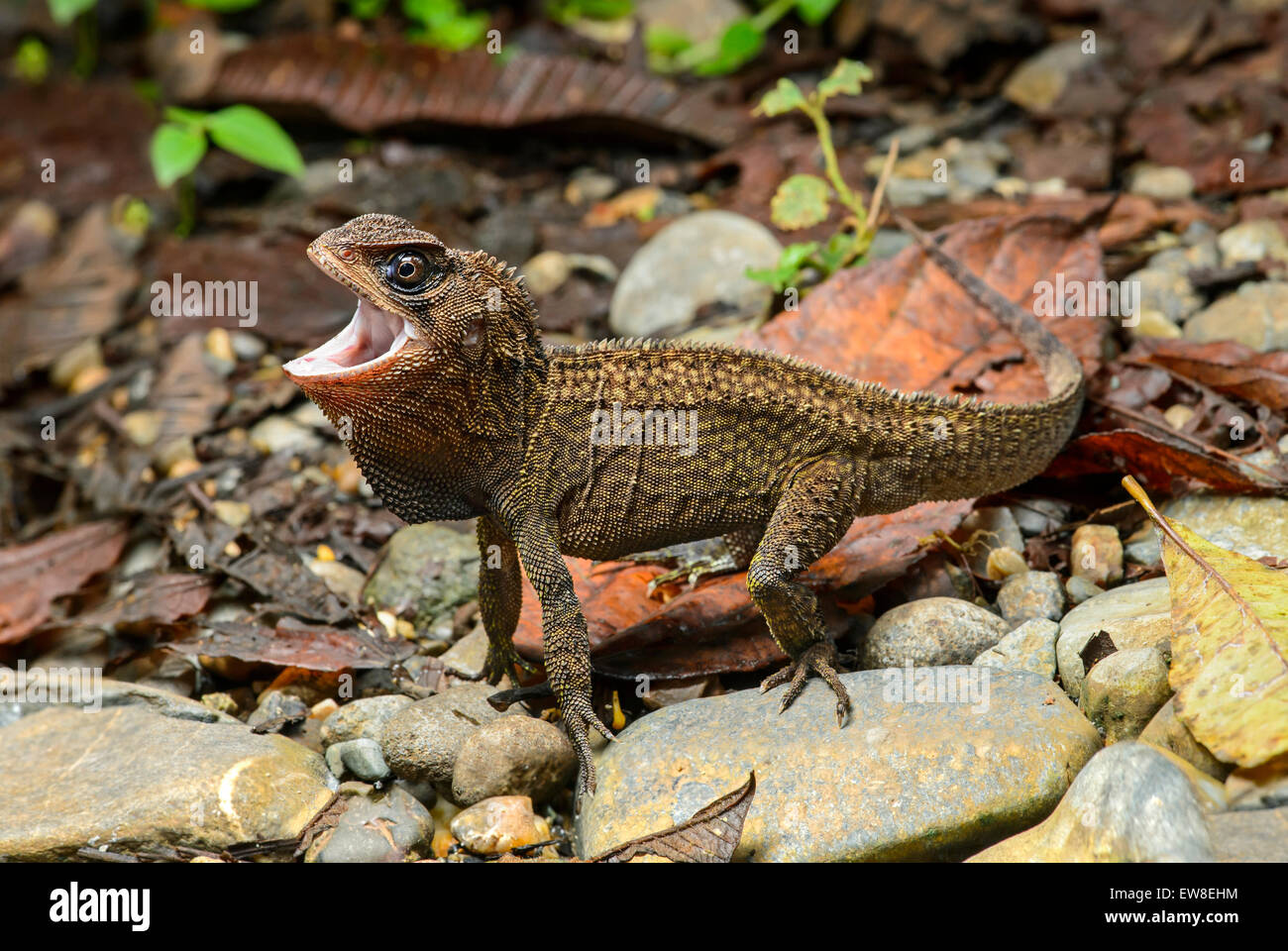 Bocourt iguane nain (Enyalioides heterolepis) dans l'habitat, la famille de l'Iguane (Iguanidae), Choco rainforest, Equateur Banque D'Images