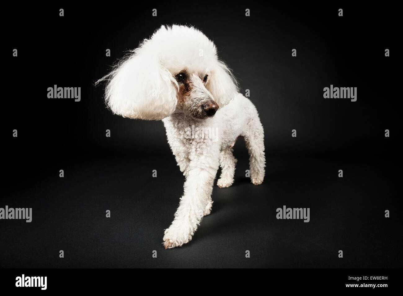 Bichon caniche mix mise sur un spectacle Banque D'Images