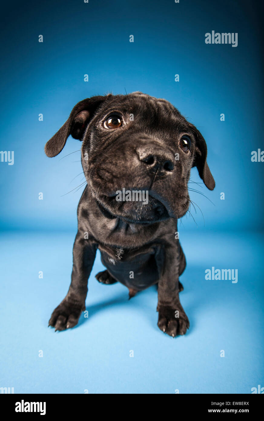 Staffordshire Bull Terrier Chiot Banque D Image Et Photos Alamy