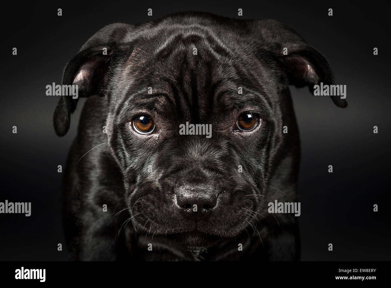 Black English Staffordshire Bull Terrier puppy sur fond noir Banque D'Images