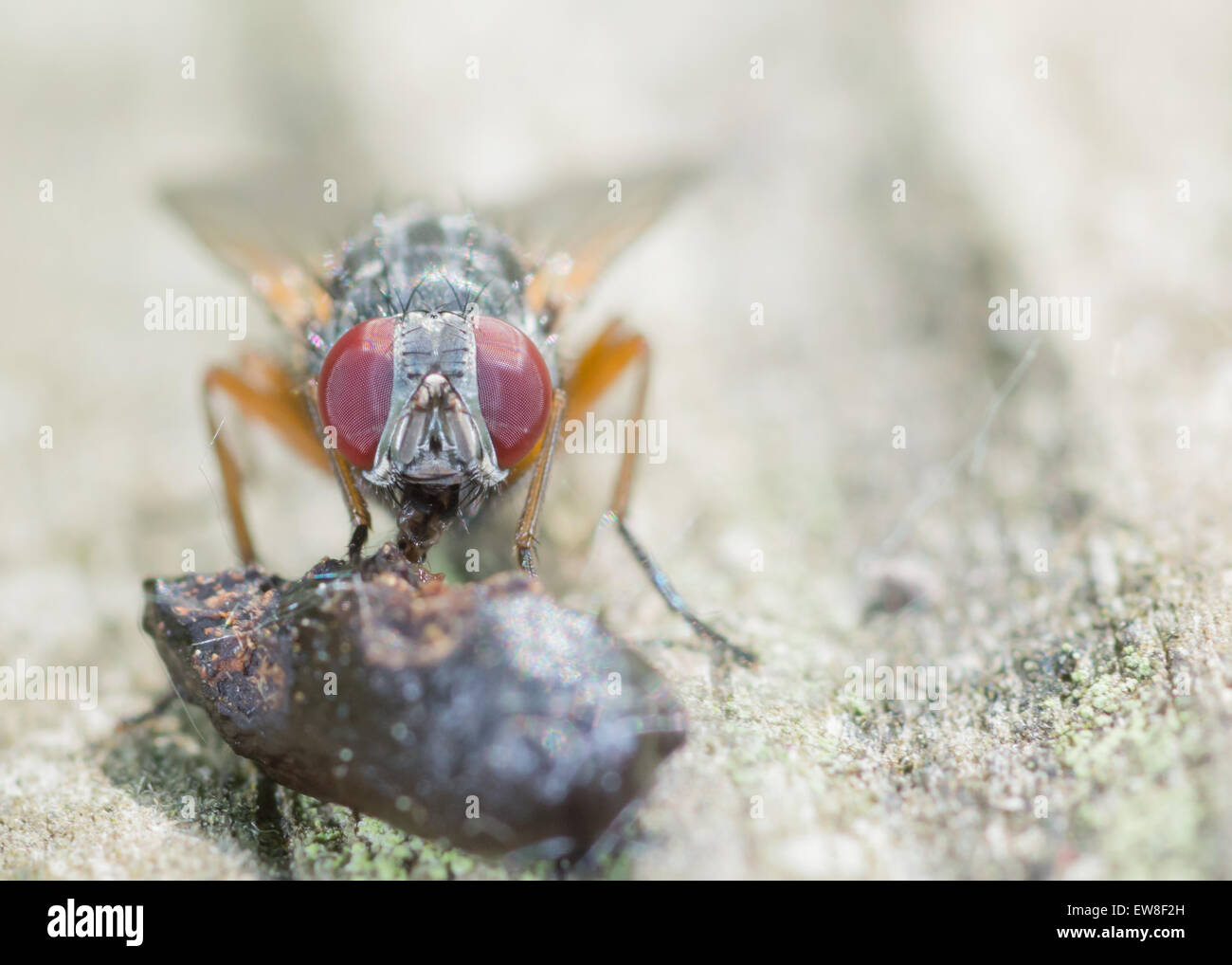 Gros plan macro shot d'une mouche perché et manger. Banque D'Images