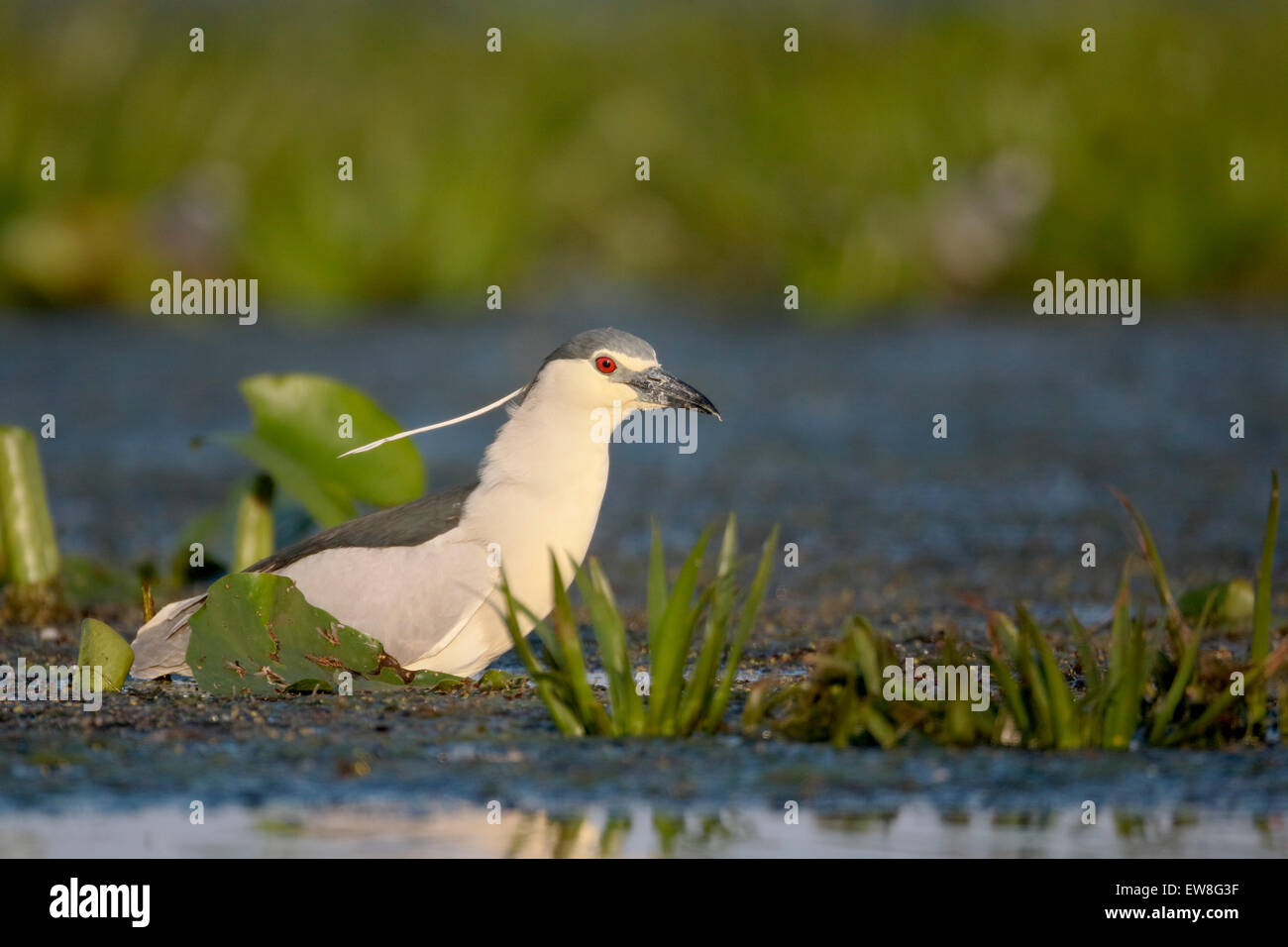 Bihoreaux, Nycticorax nycticorax, seul oiseau dans l'eau, Roumanie, mai 2015 Banque D'Images
