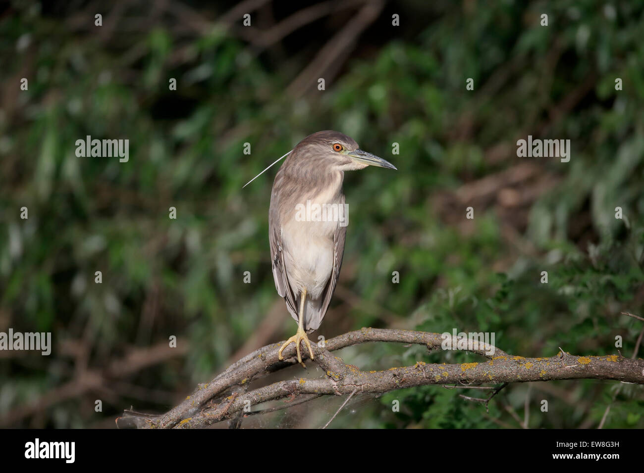 Bihoreaux, Nycticorax nycticorax, enfant unique sur branch, Roumanie, mai 2015 Banque D'Images