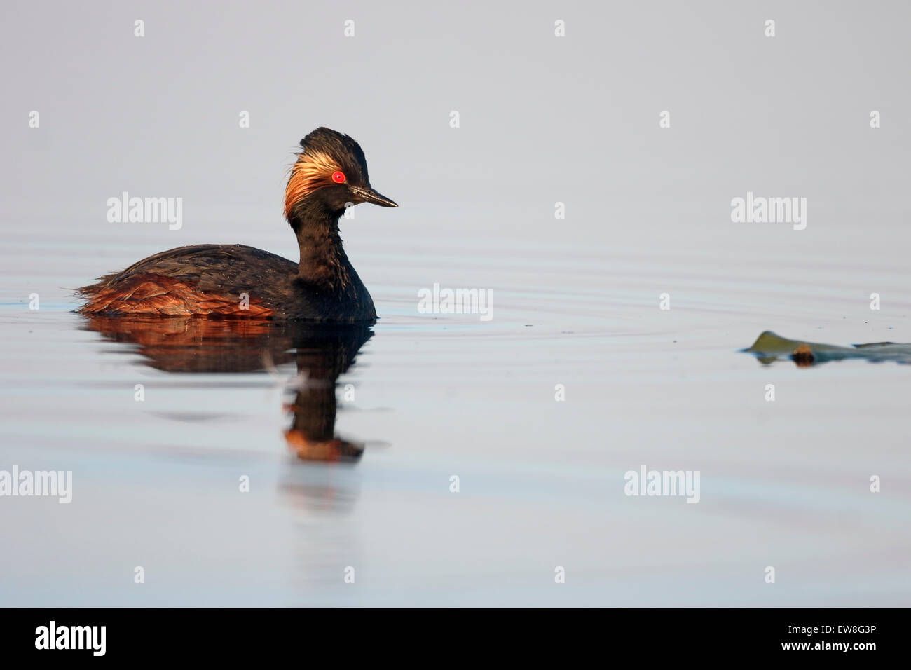 Grèbe à cou noir Podiceps nigricollis,, seul oiseau sur l'eau, Roumanie, mai 2015 Banque D'Images