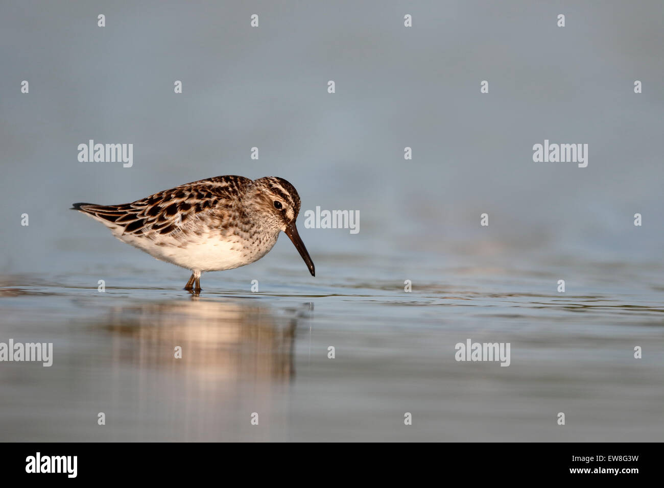 Faucon kobez, Limicola falcinellus, seul oiseau dans l'eau, Roumanie, mai 2015 Banque D'Images