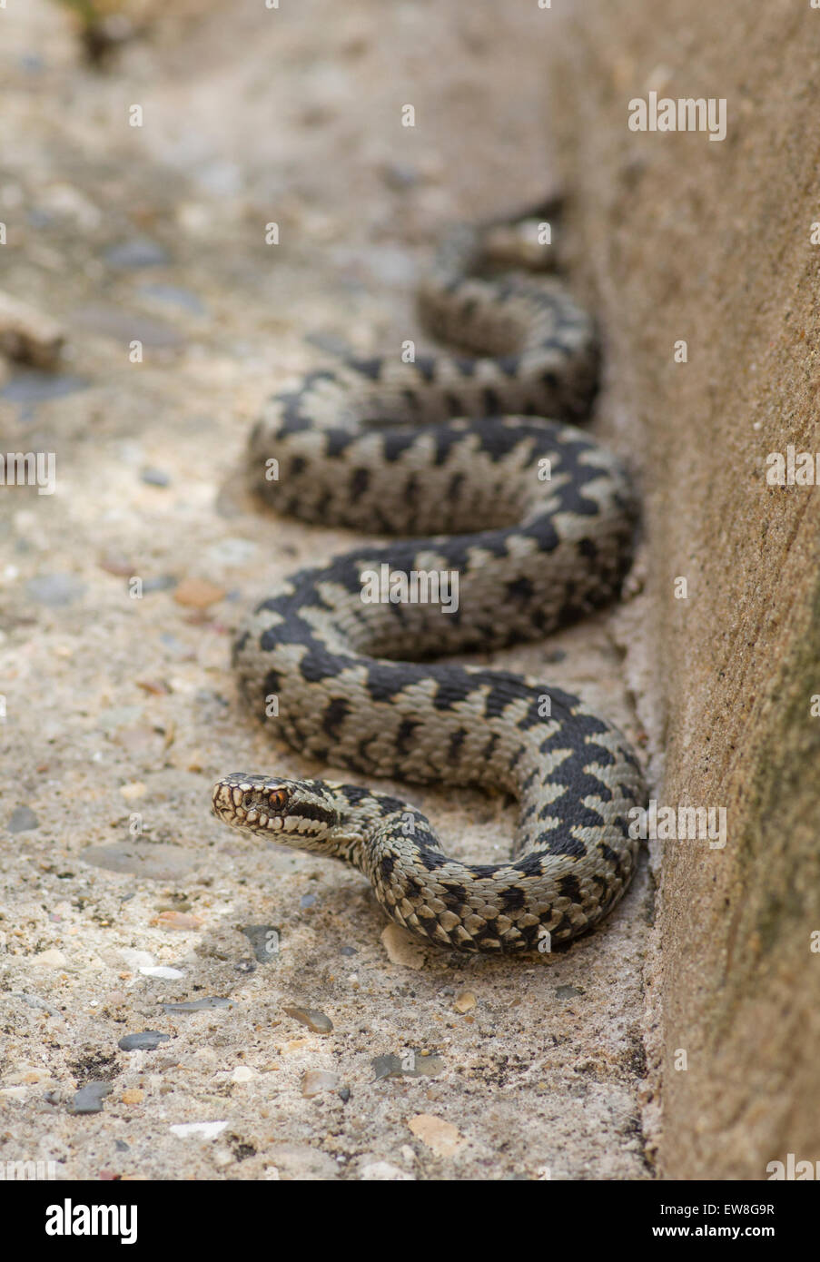 Vipera berus Adder serpent male close up sur le béton Banque D'Images