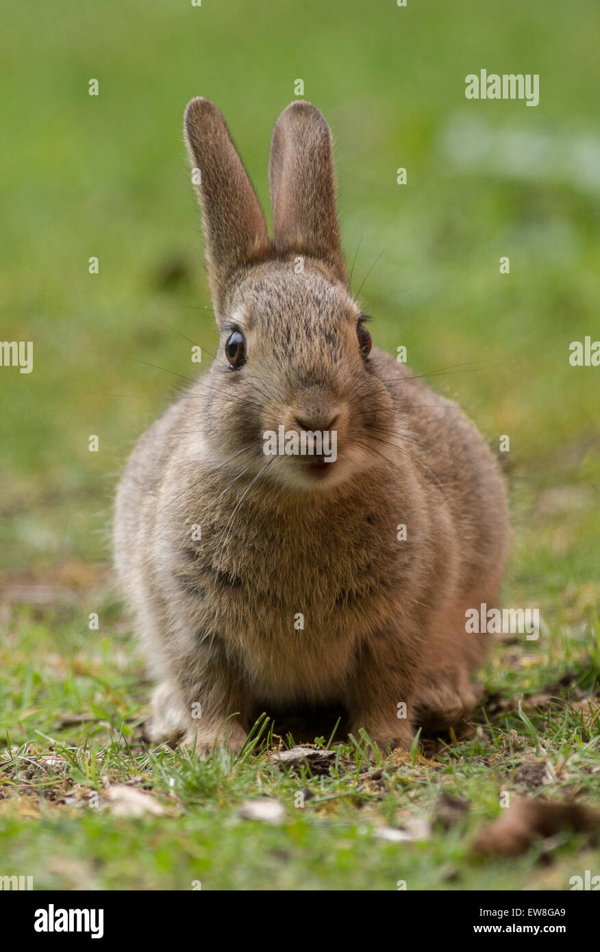 Kit de lapin Banque D'Images