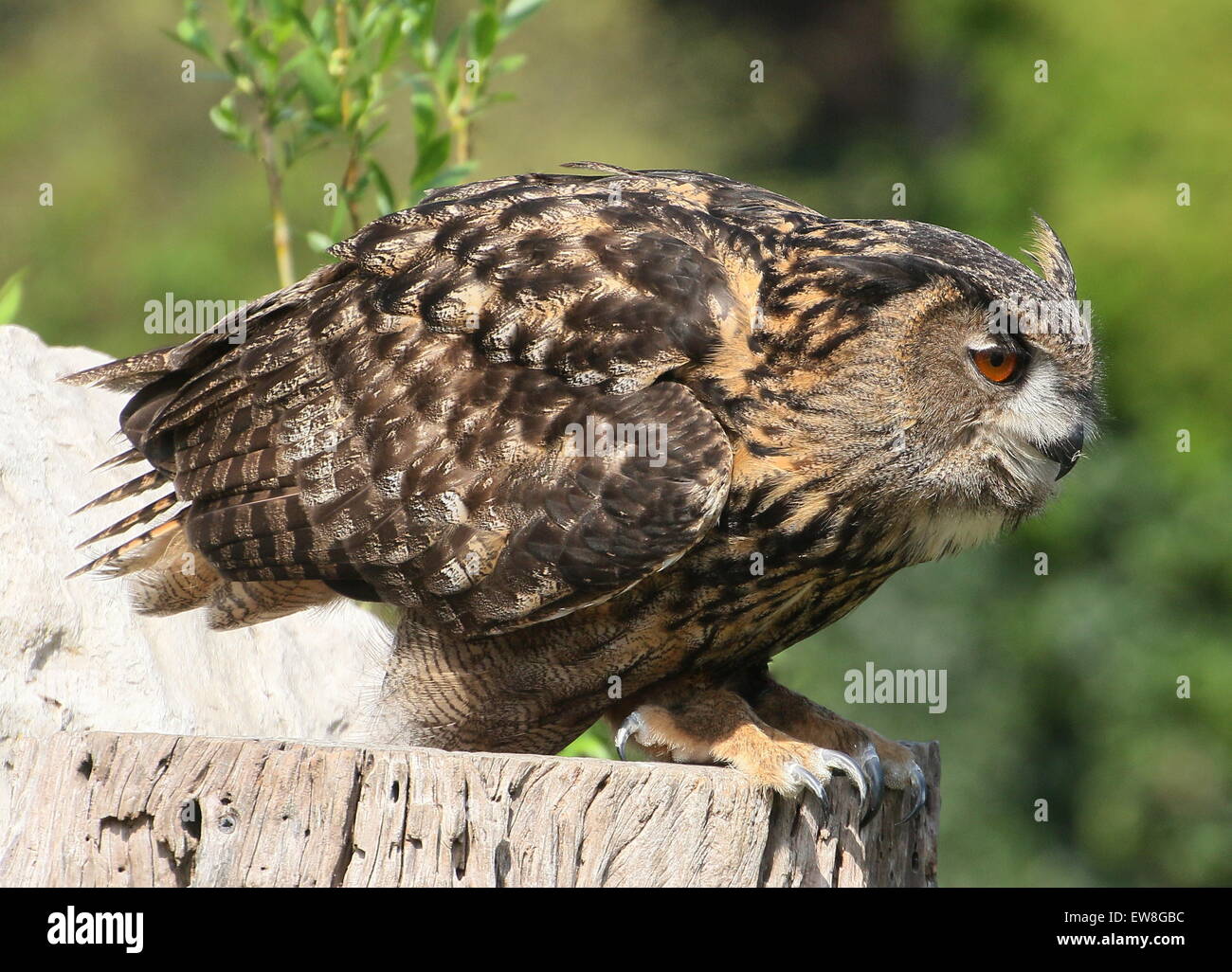 Grand owl (Bubo bubo) Banque D'Images