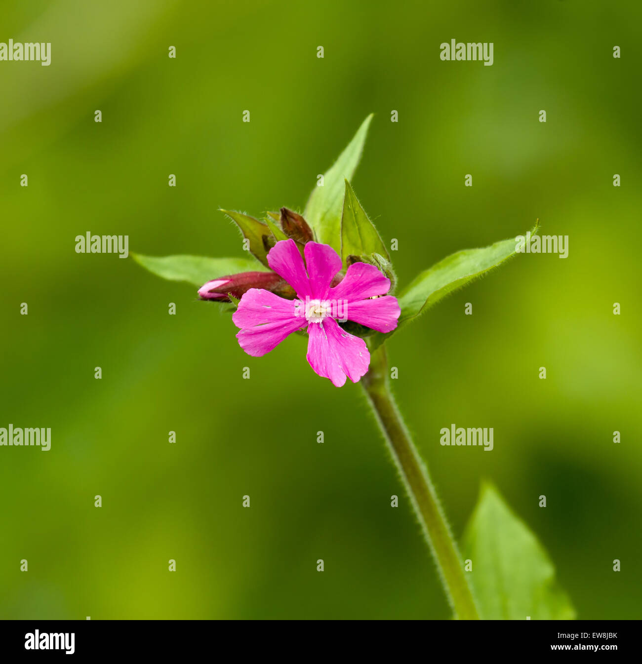 Campion rouge fleur sauvage Banque D'Images