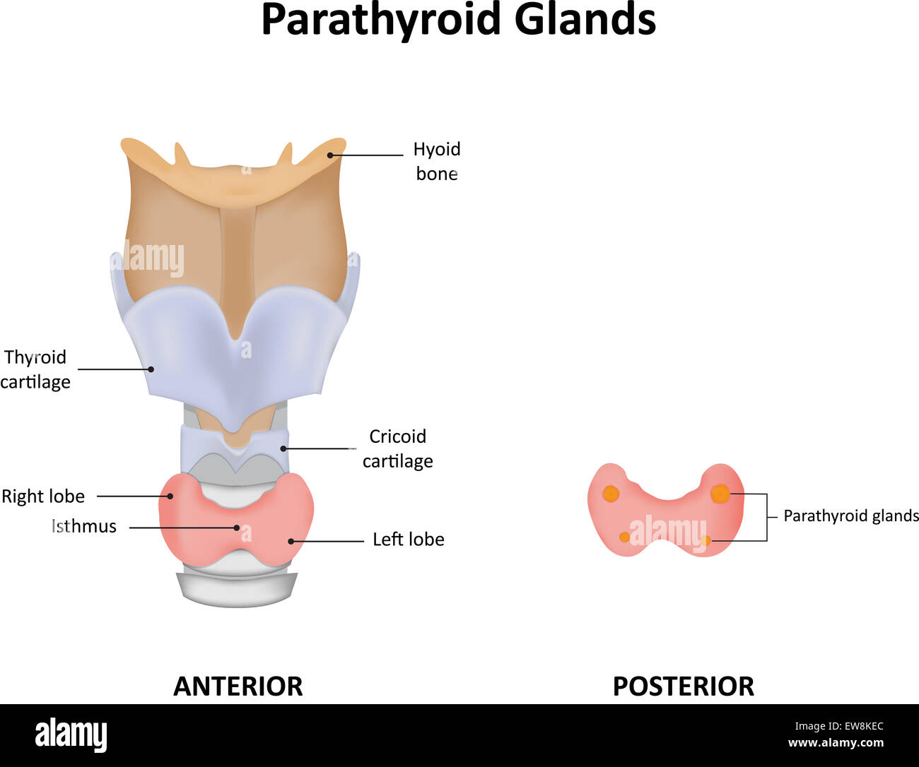 Glandes parathyroïdes Diagramme étiqueté Banque D'Images
