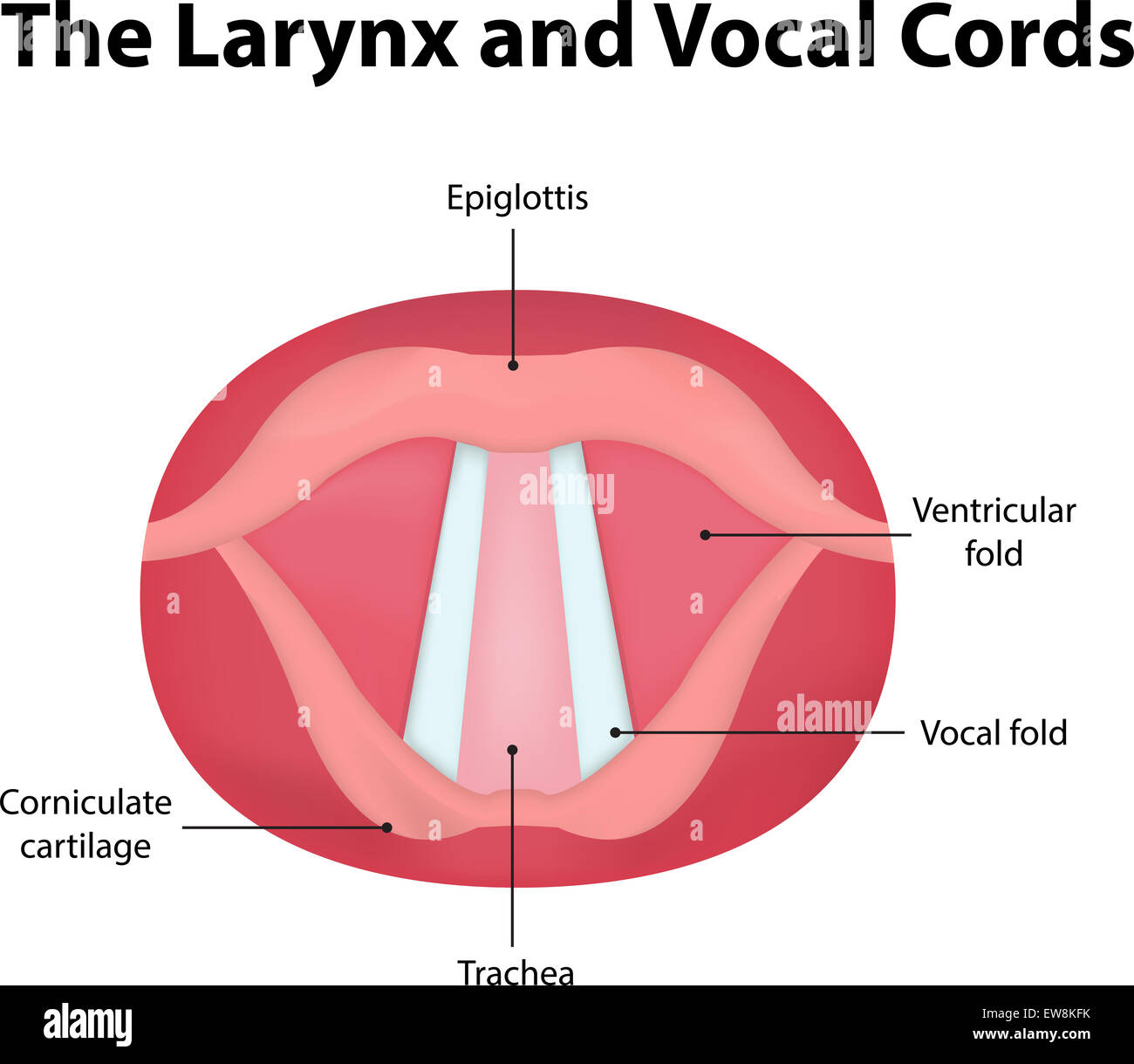 Le larynx et cordes vocales Banque D'Images