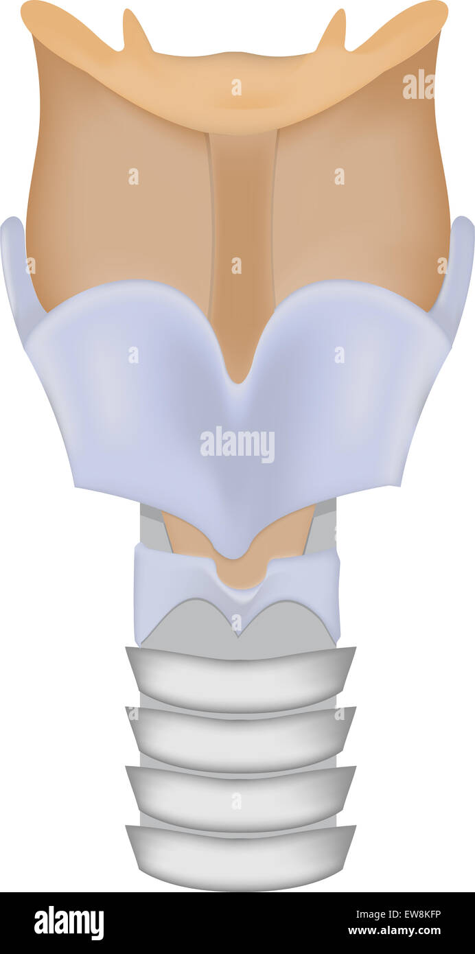 Le Larynx Banque D'Images