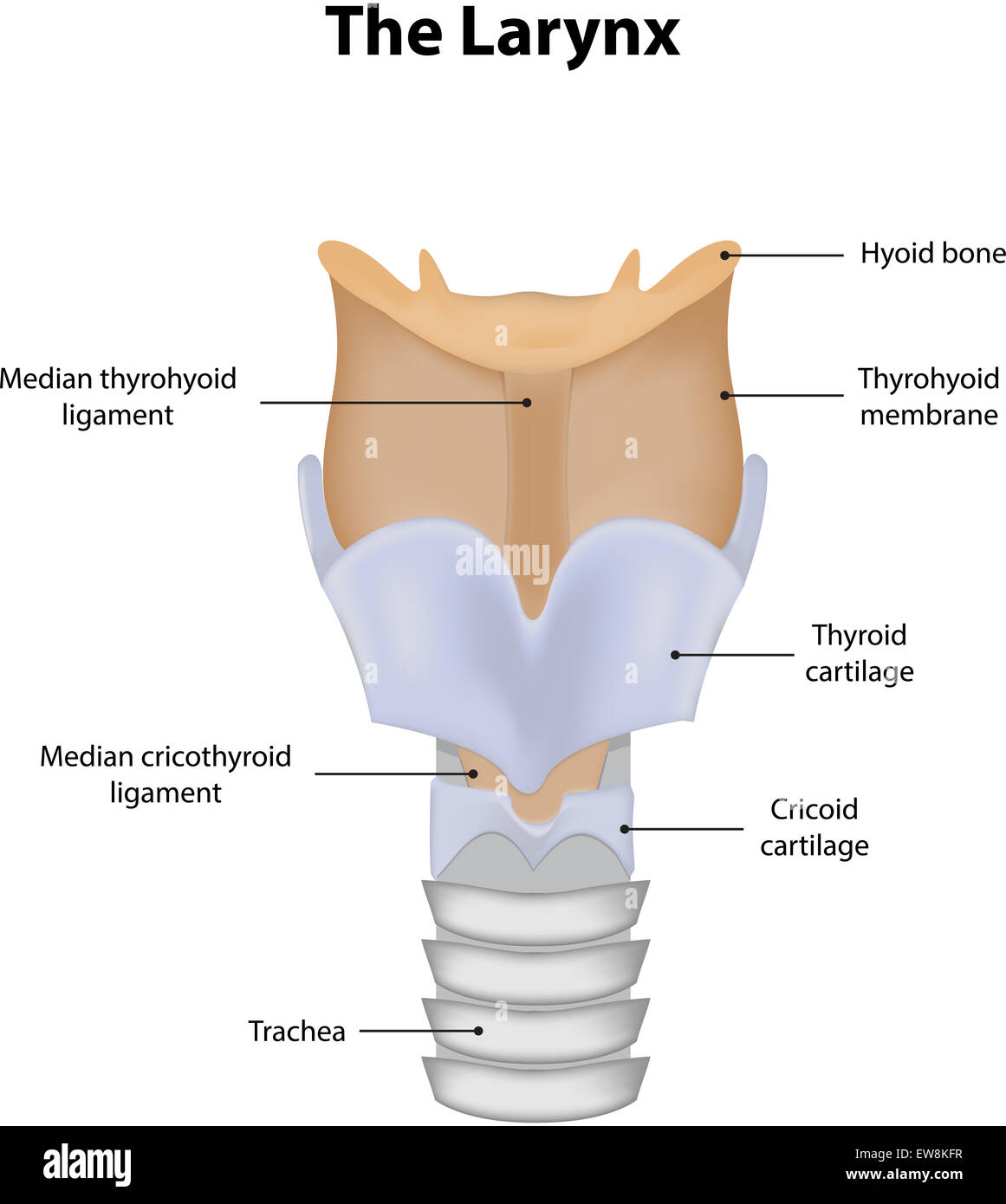 Larynx Diagramme étiqueté Banque D'Images