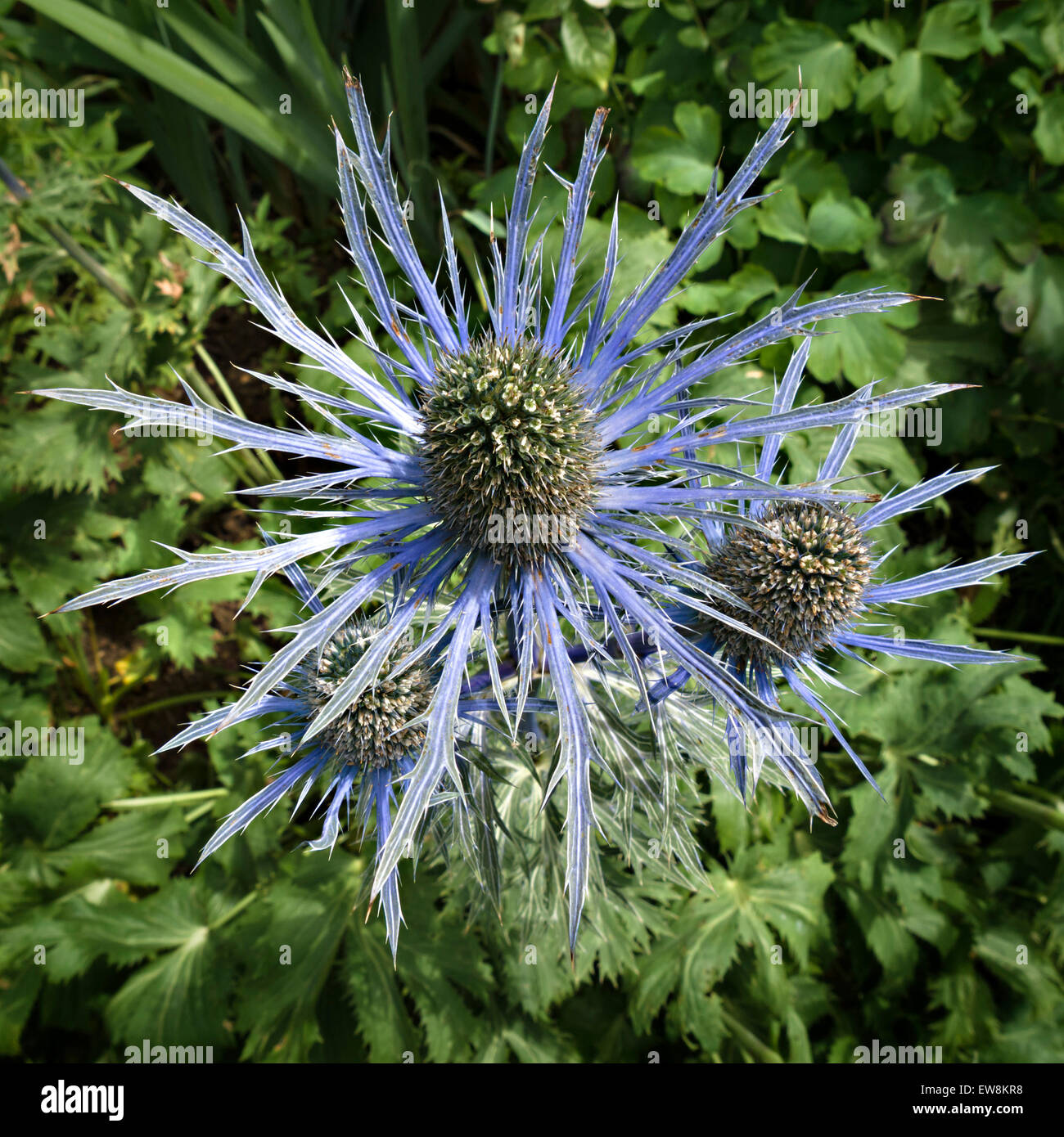 Soleil, mer bleu Eryngium Holly fleurs, libre, au Royaume-Uni. Banque D'Images