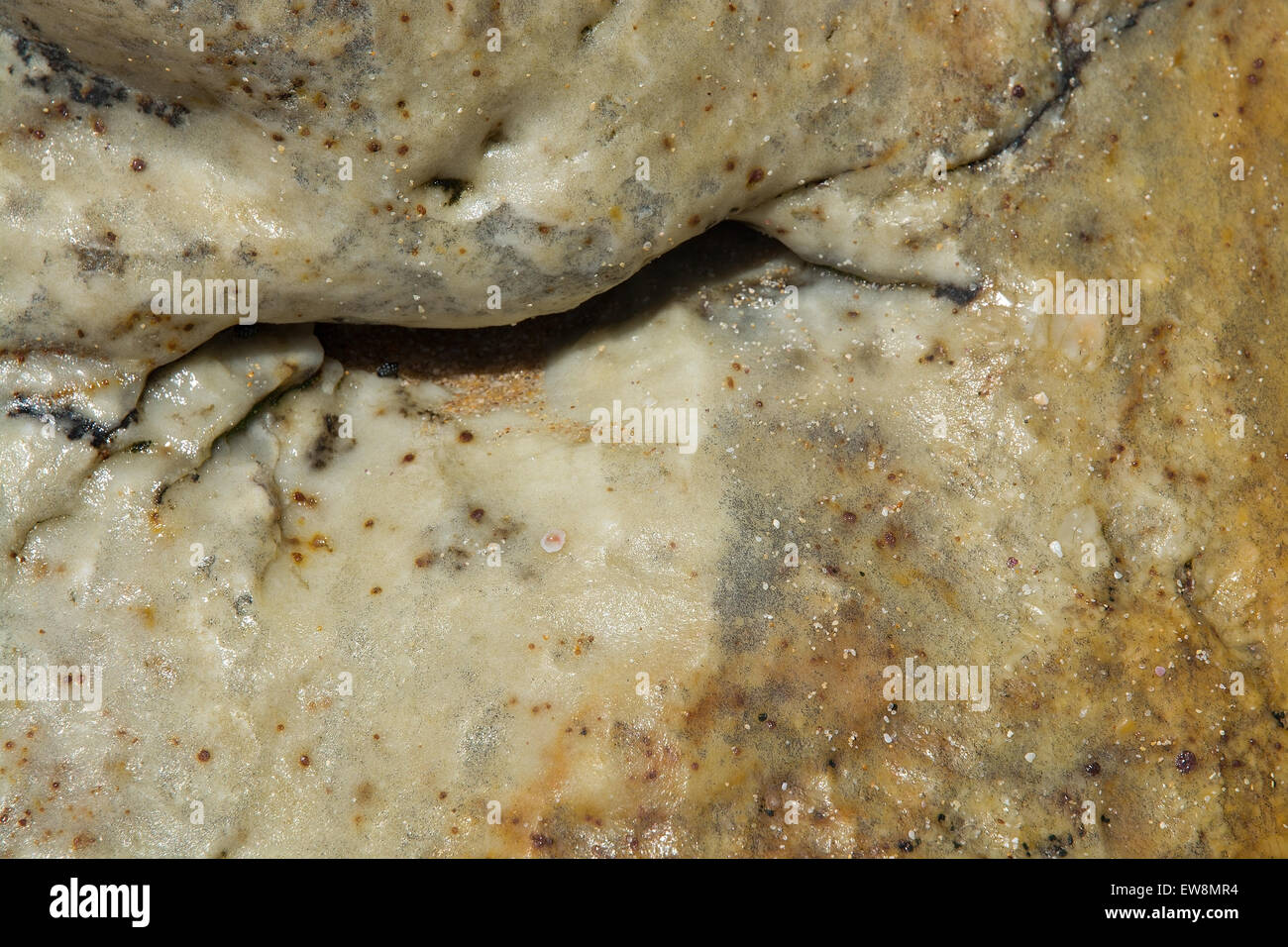 Résumé motif rock libre d'une petite crevasse, comme l'œil de couchage de Bouddha, le Sri Lanka, en Asie. Banque D'Images