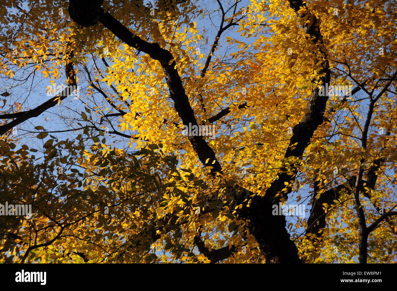 Feuillage d’automne Banque D'Images