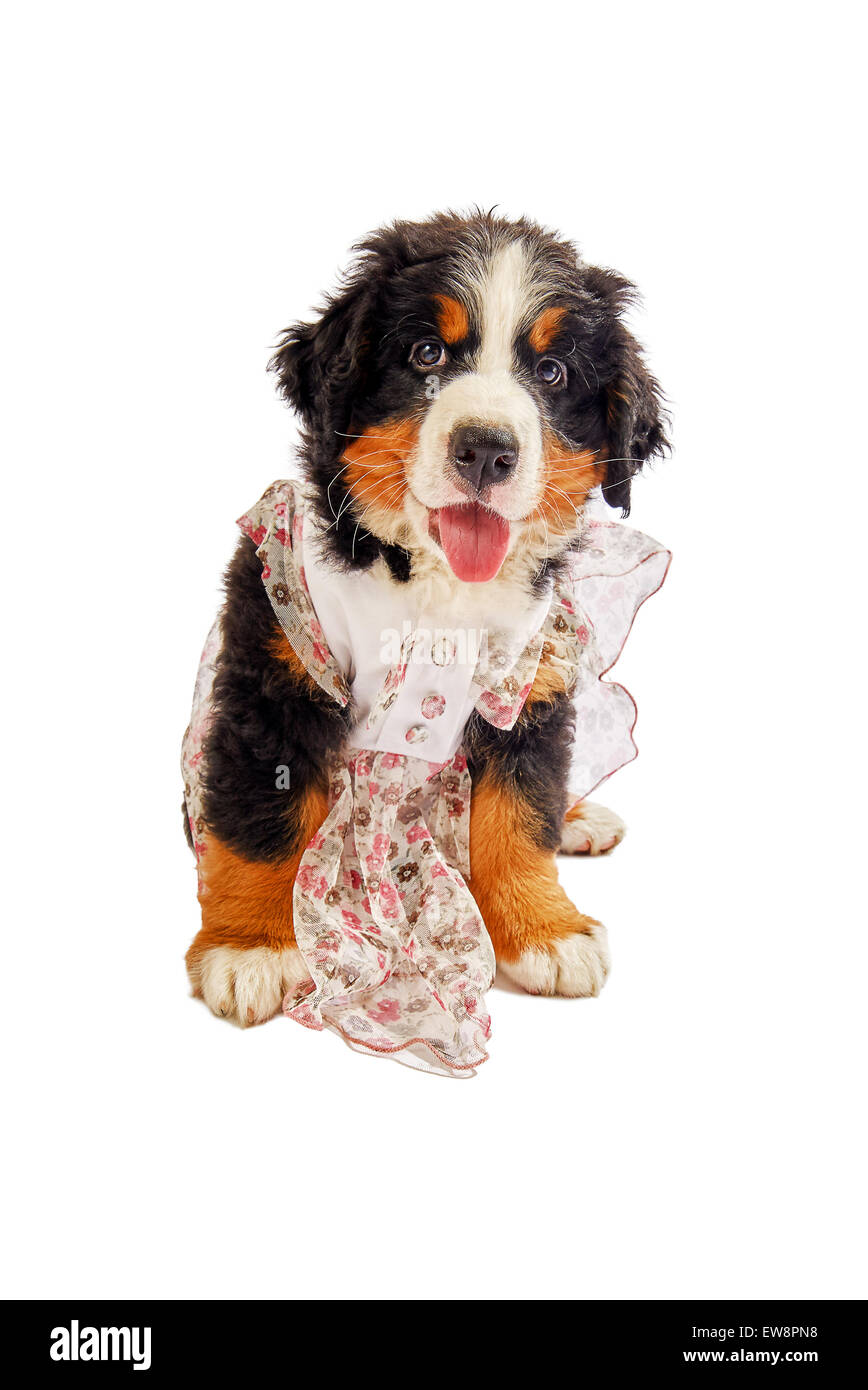 Chiot bouvier bernois habillé posing isolated on white Banque D'Images