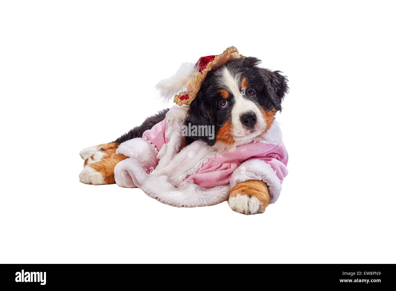 Chiot posant habillés isolated on white Banque D'Images