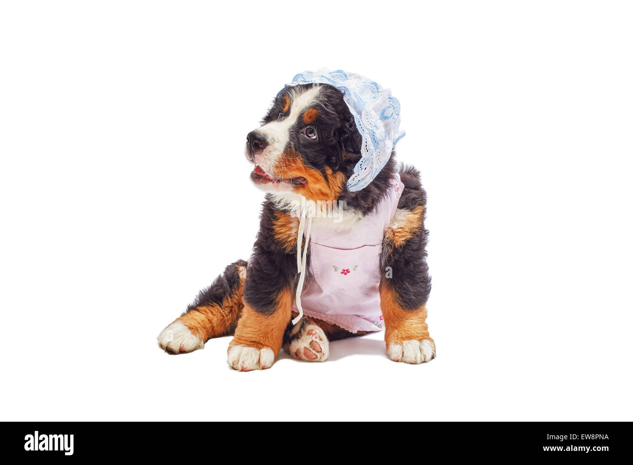 Chiot habillé posing isolated on white Banque D'Images