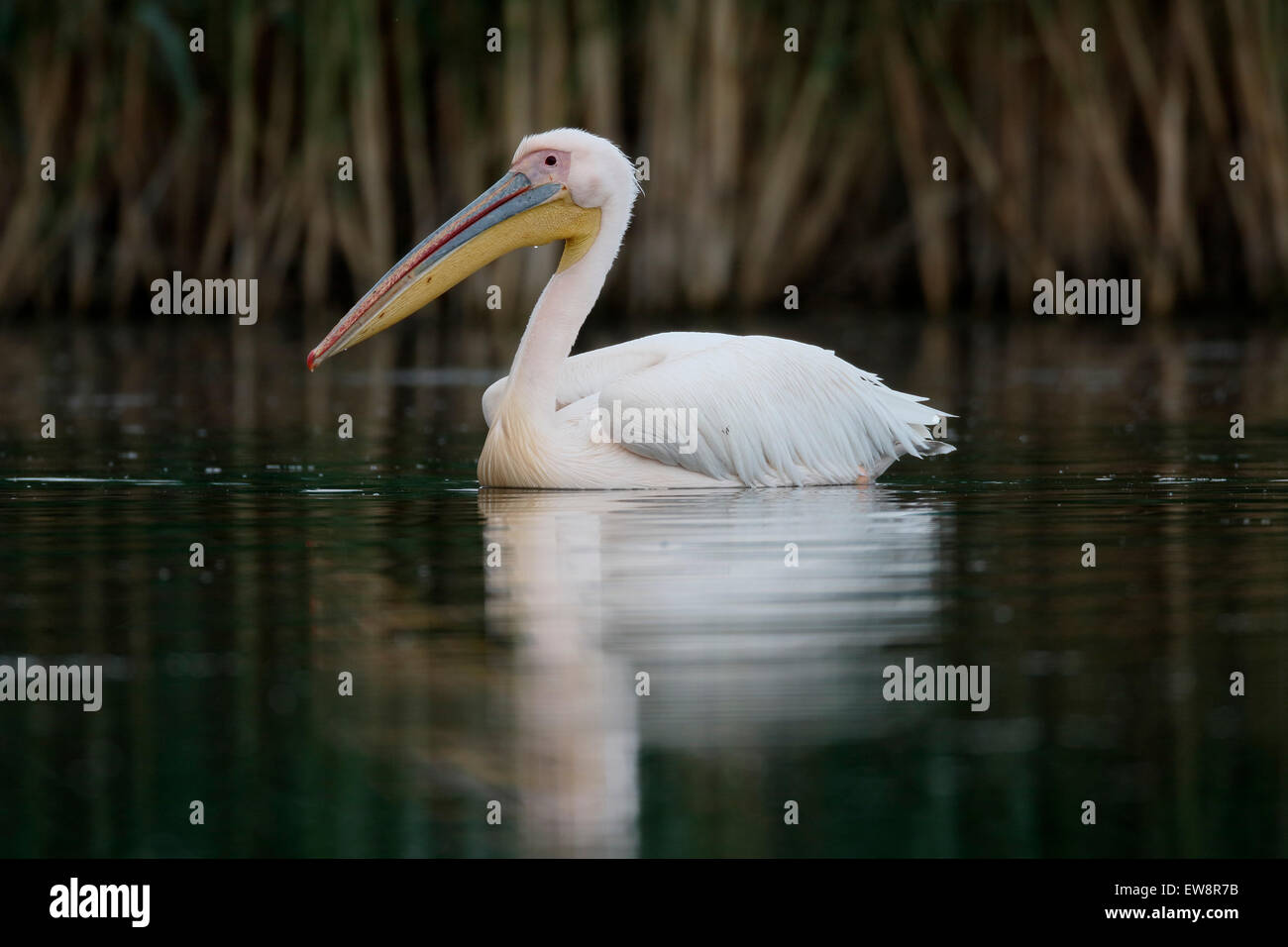 Grand-, Pelecanus onocrotalus, seul oiseau par l'eau, Roumanie, mai 2015 Banque D'Images