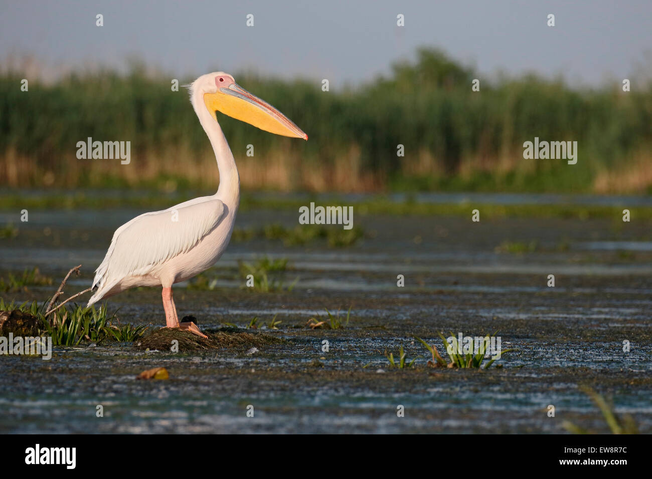 Grand-, Pelecanus onocrotalus, seul oiseau par l'eau, Roumanie, mai 2015 Banque D'Images