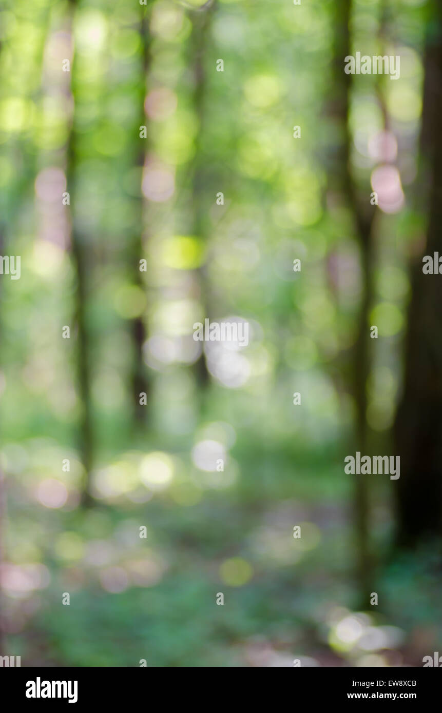 Defocused abstract green nature background Banque D'Images