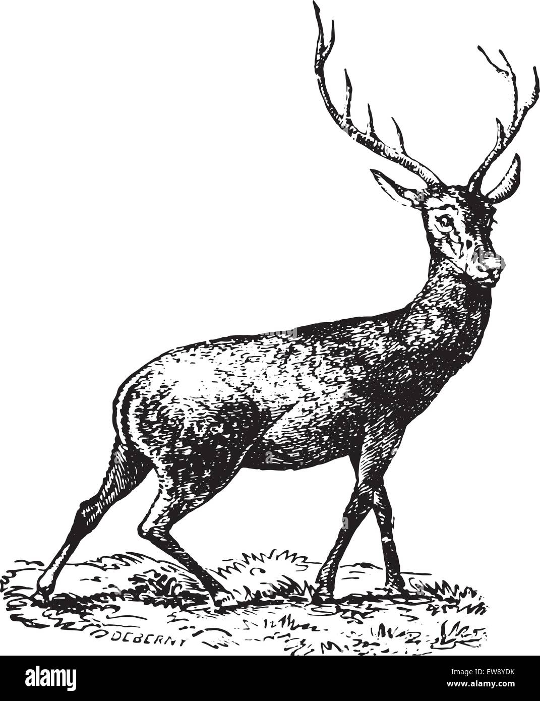 Horned Deer Vintage Engraved Illustration Animaux Sauvages